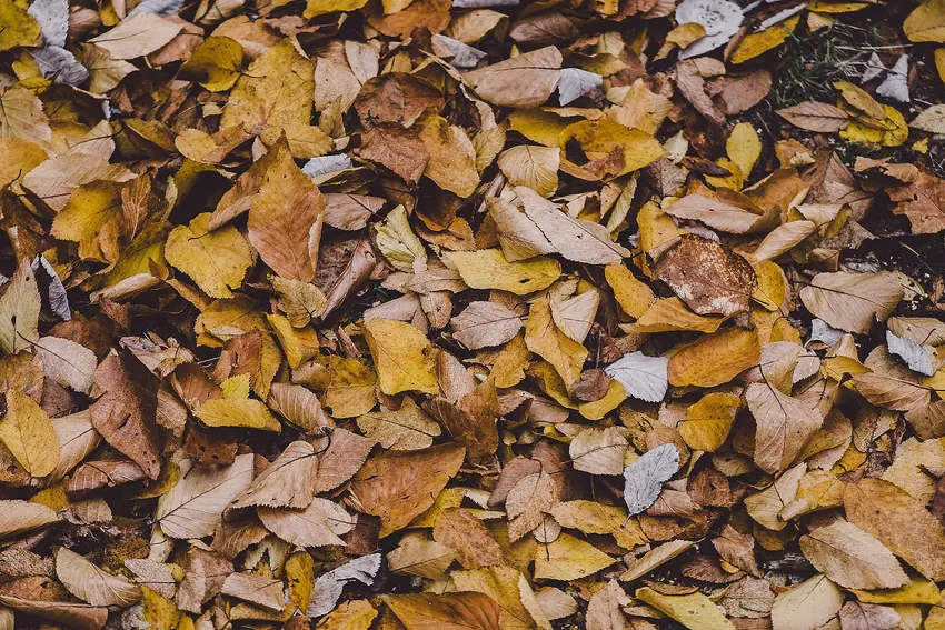 New Forest National Park, United Kingdom Autumn leaf blanket from above (Unsplash)