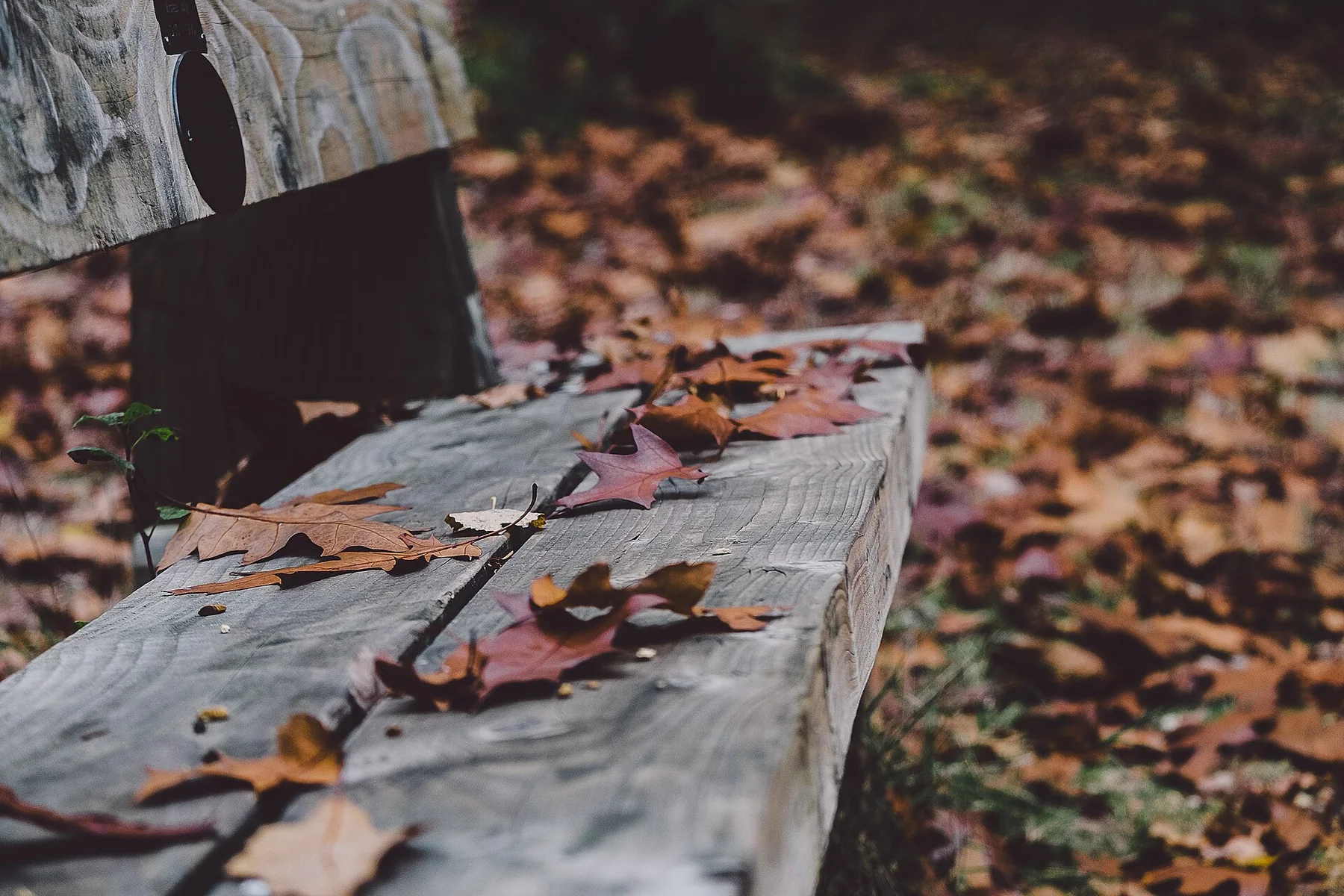 New Forest National Park, United Kingdom Autumn leaves (Unsplash)