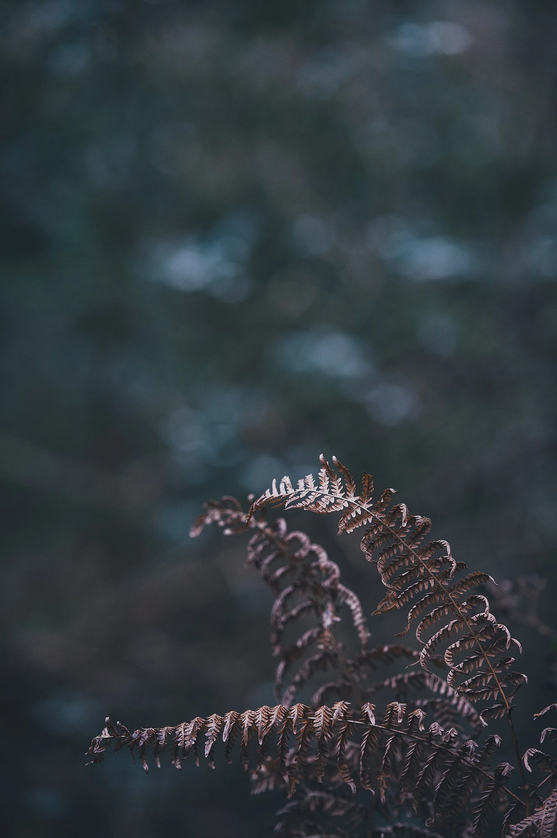 Annie Spratt 2017-01-02 Crunchy Fern (Unsplash)