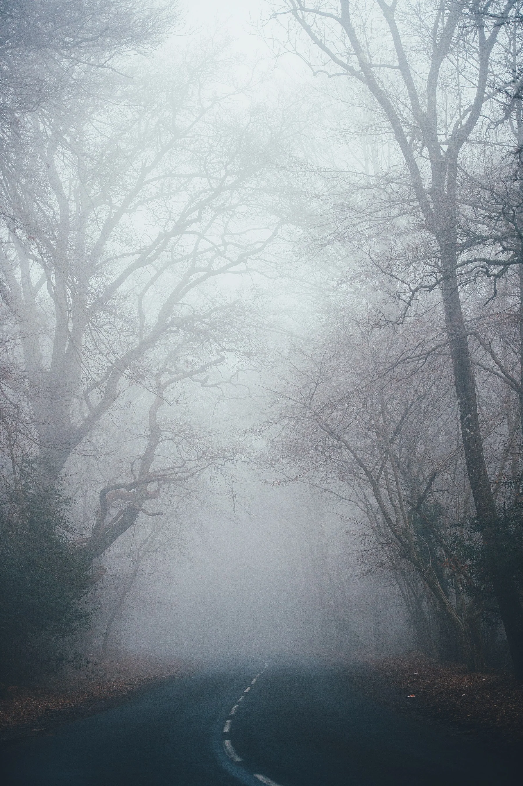 New Forest National Park, Lyndhurst, United Kingdom Fog (Unsplash 7CME6Wlgrdk)
