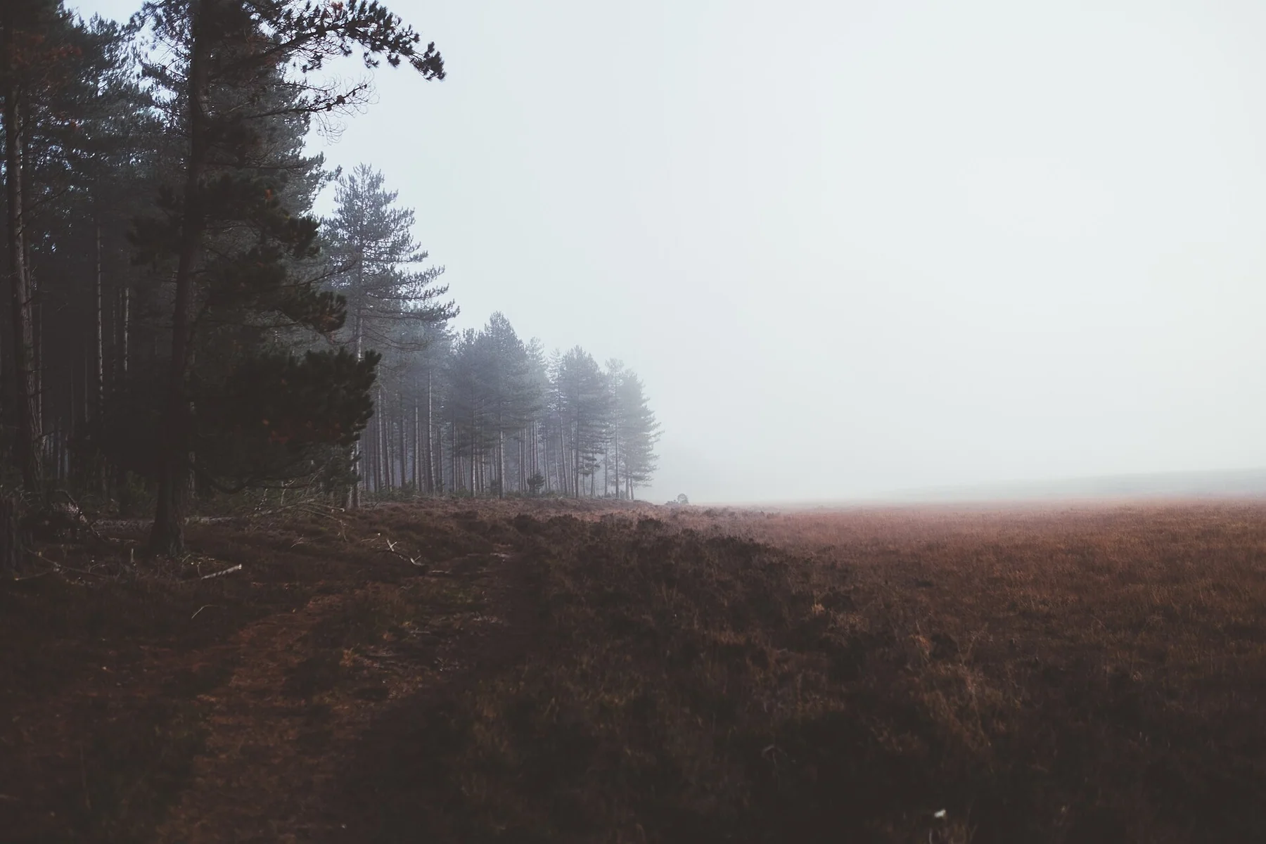 New Forest National Park, Lyndhurst, United Kingdom Foggy Winter morning (Unsplash)
