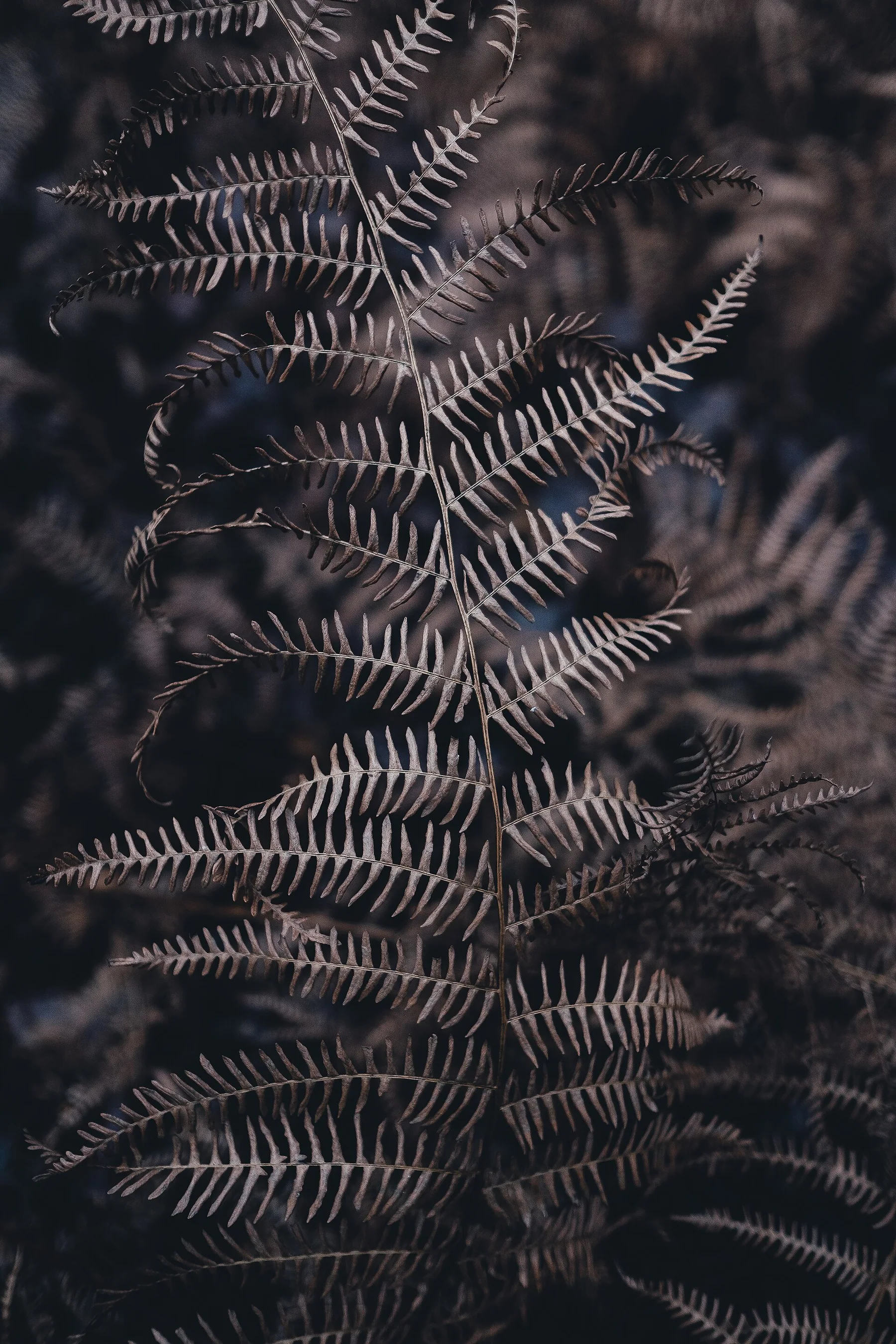 New Forest National Park, Lyndhurst, United Kingdom Golden Fern (Unsplash)