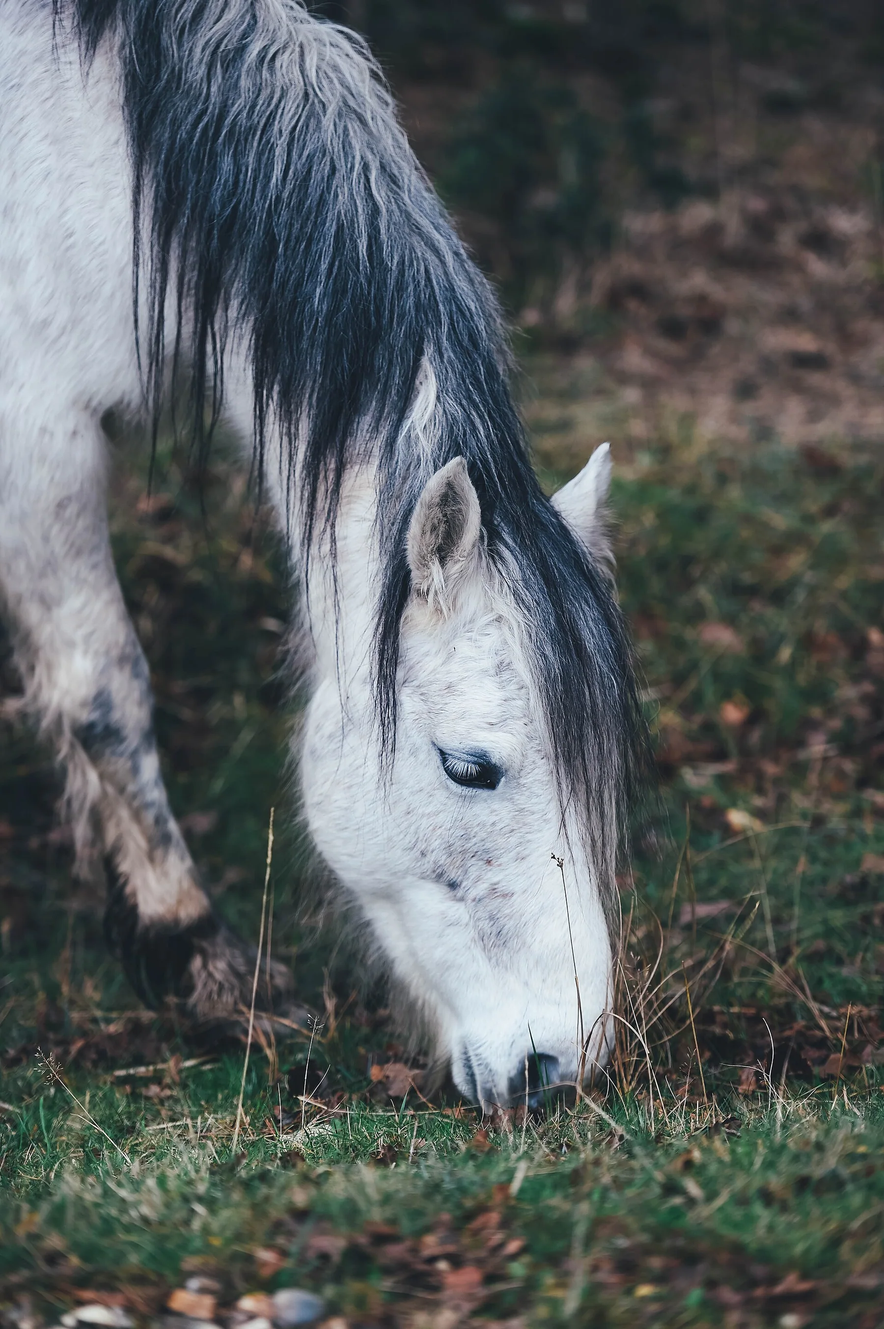 New Forest National Park, United Kingdom Grazing gray horse on an autumn's day (Unsplash)