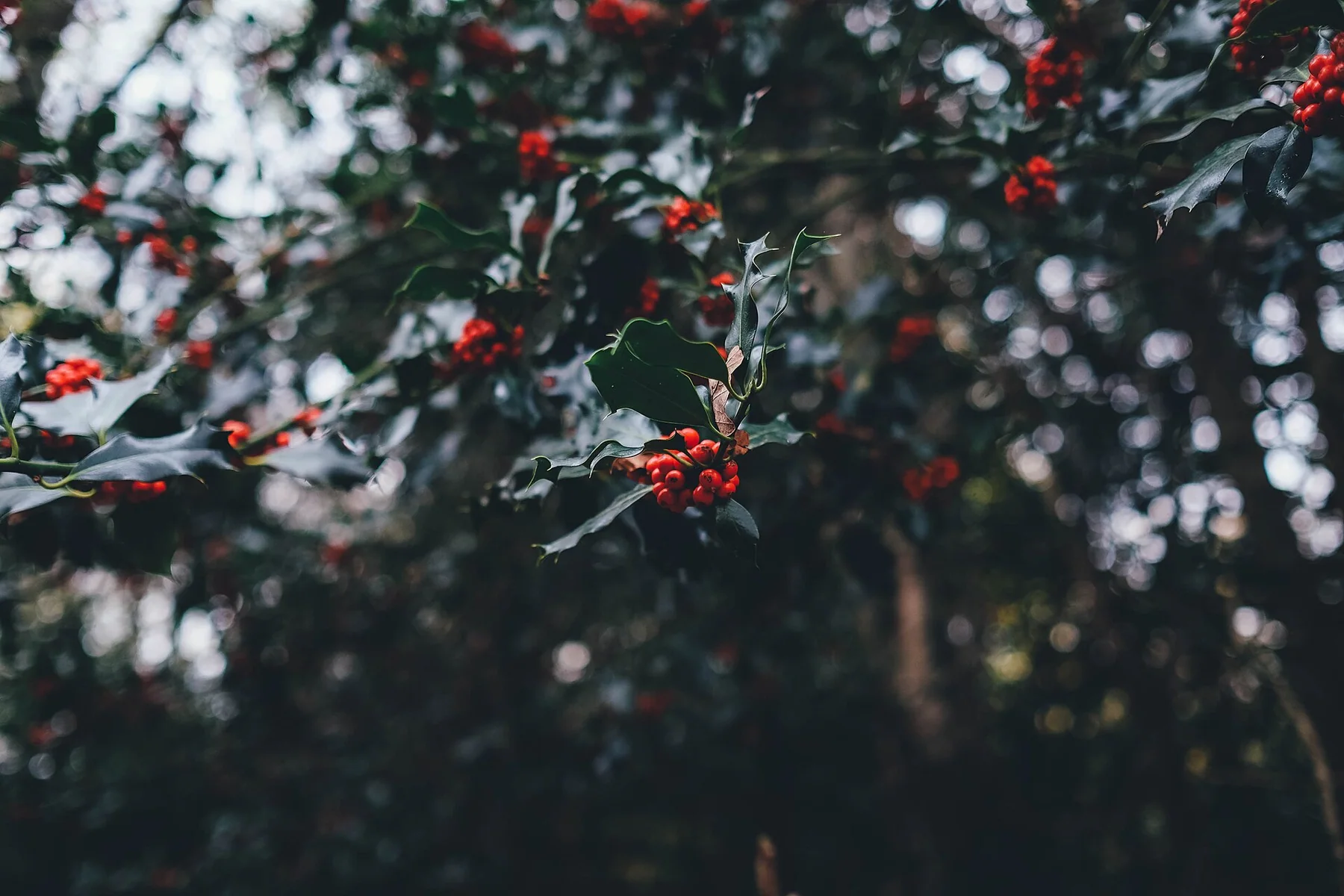 New Forest District, United Kingdom New Forest District, United Kingdom (Unsplash Av90kkK6mp0)
