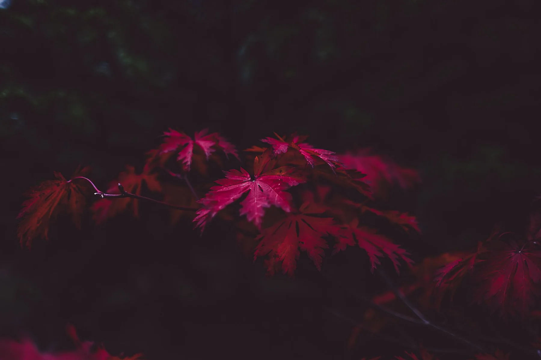 New Forest National Park, United Kingdom New Forest National Park, United Kingdom (Unsplash y 3-VTdpBYY)