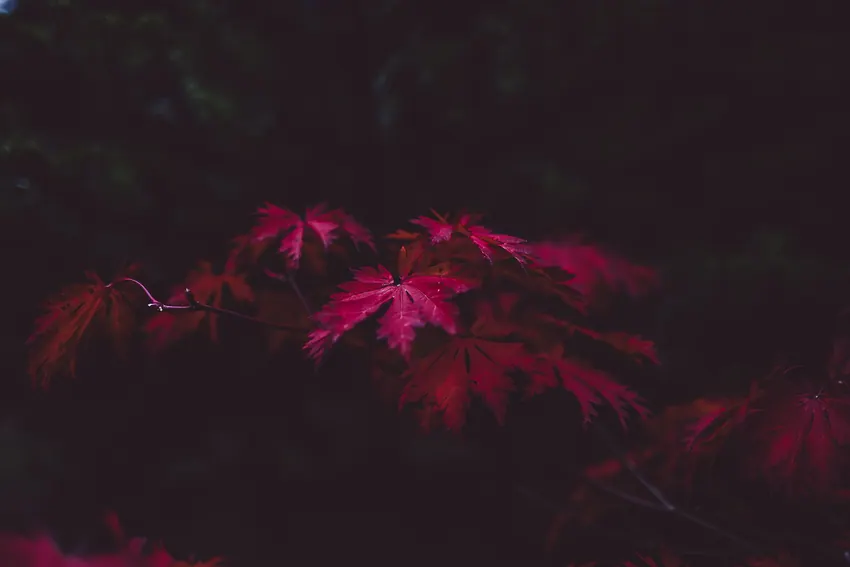New Forest National Park, United Kingdom New Forest National Park, United Kingdom (Unsplash y 3-VTdpBYY)