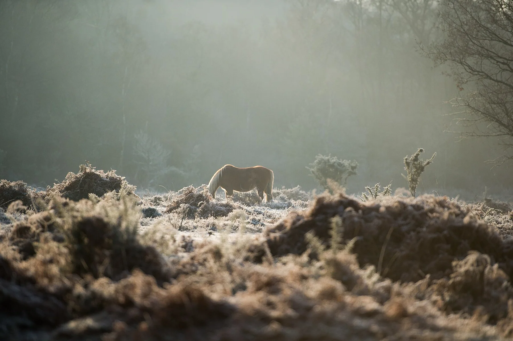 New Forest District, United Kingdom New Forest Pony in the fog (Unsplash)