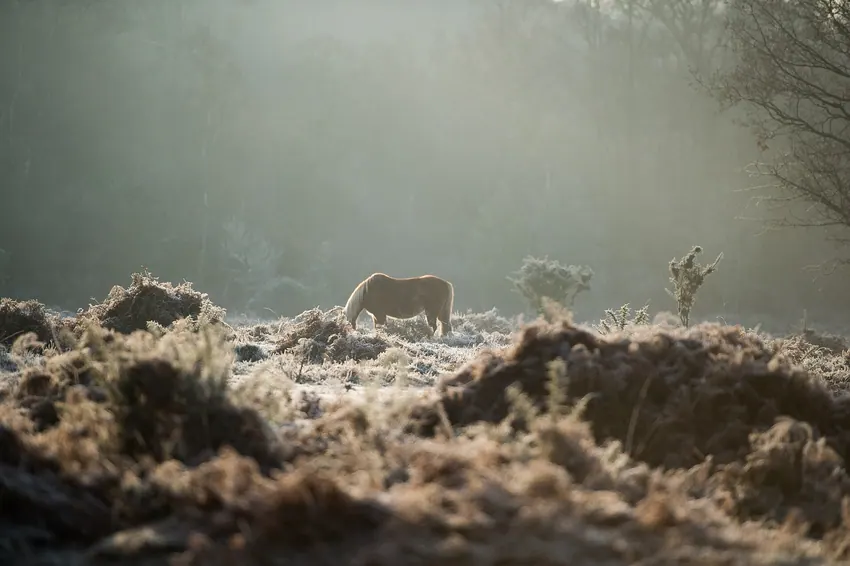 New Forest District, United Kingdom New Forest Pony in the fog (Unsplash)