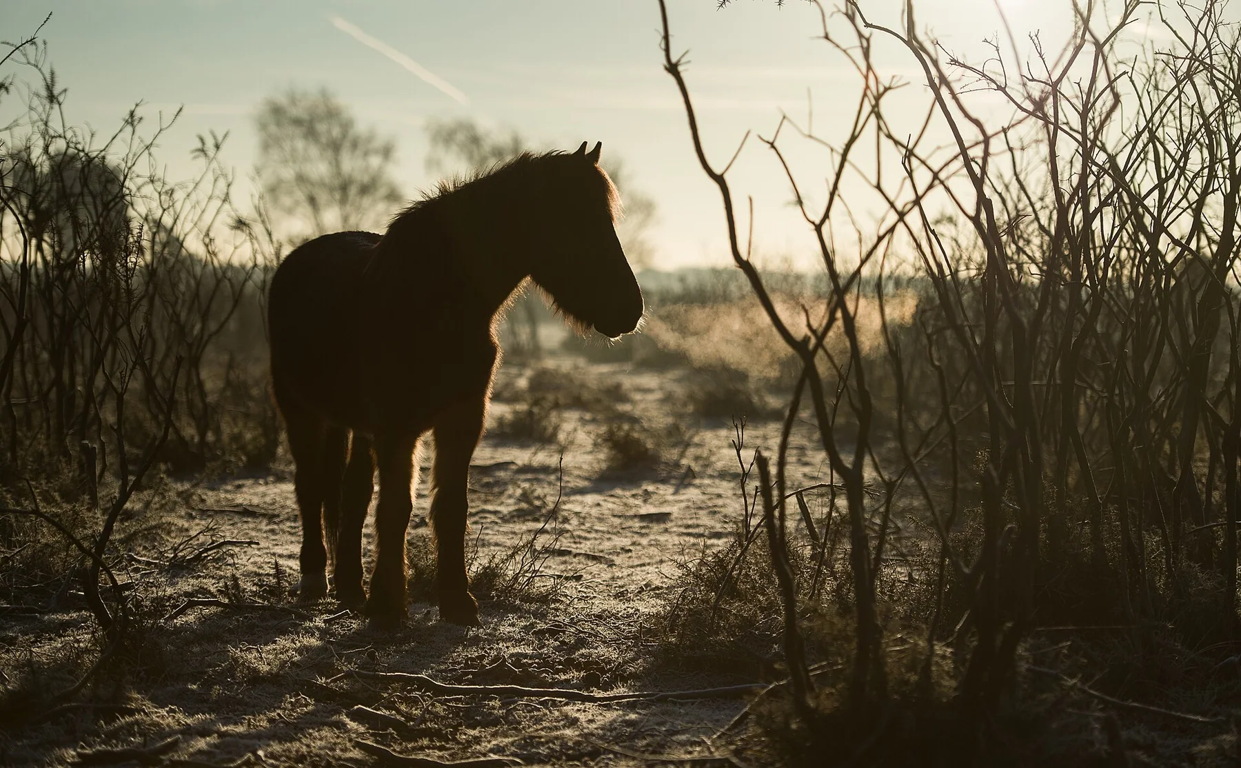 Dibden Inclosure, Southampton, United Kingdom New Forest pony one frosty morning (Unsplash)