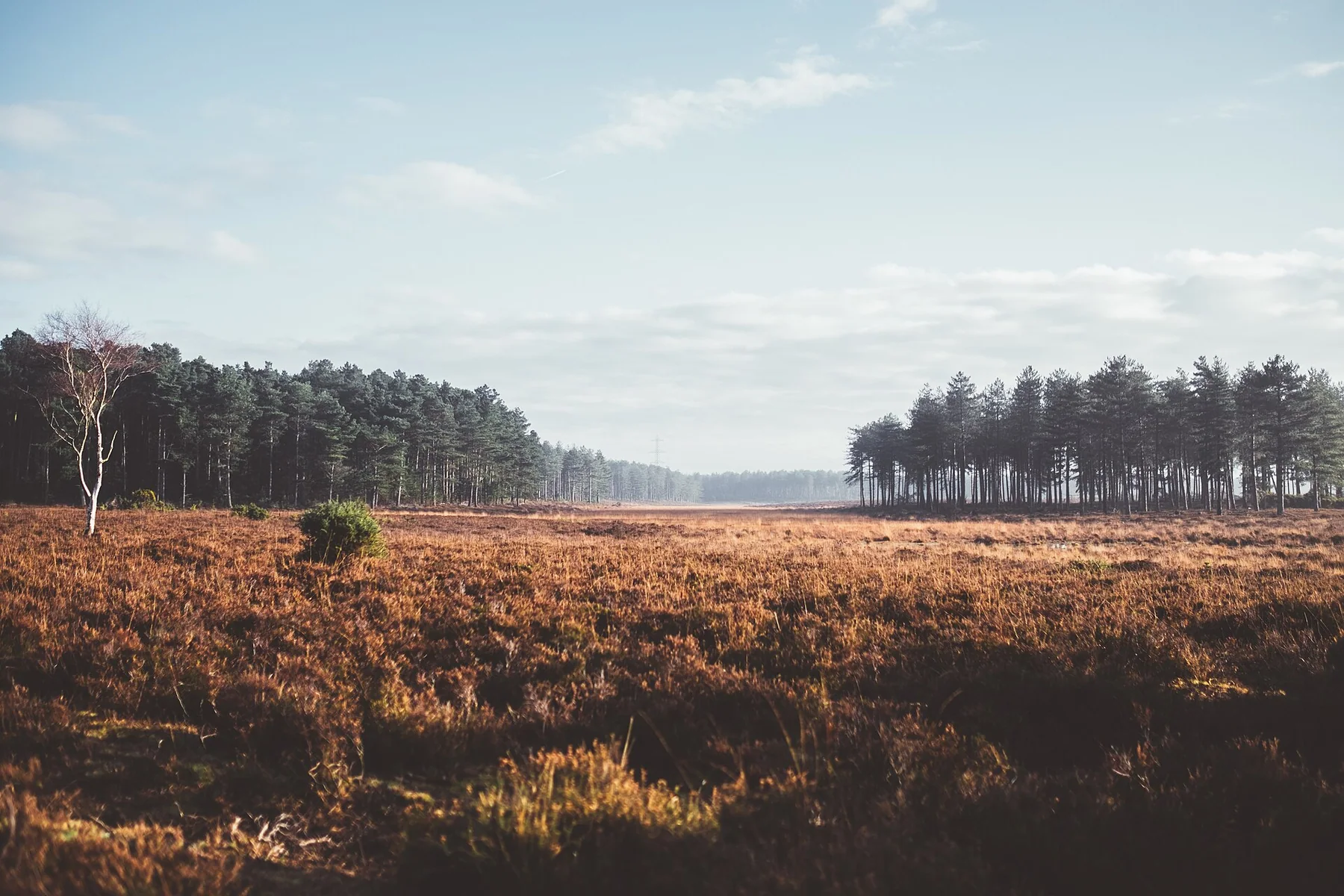 New Forest District, United Kingdom New Forest walk (Unsplash)