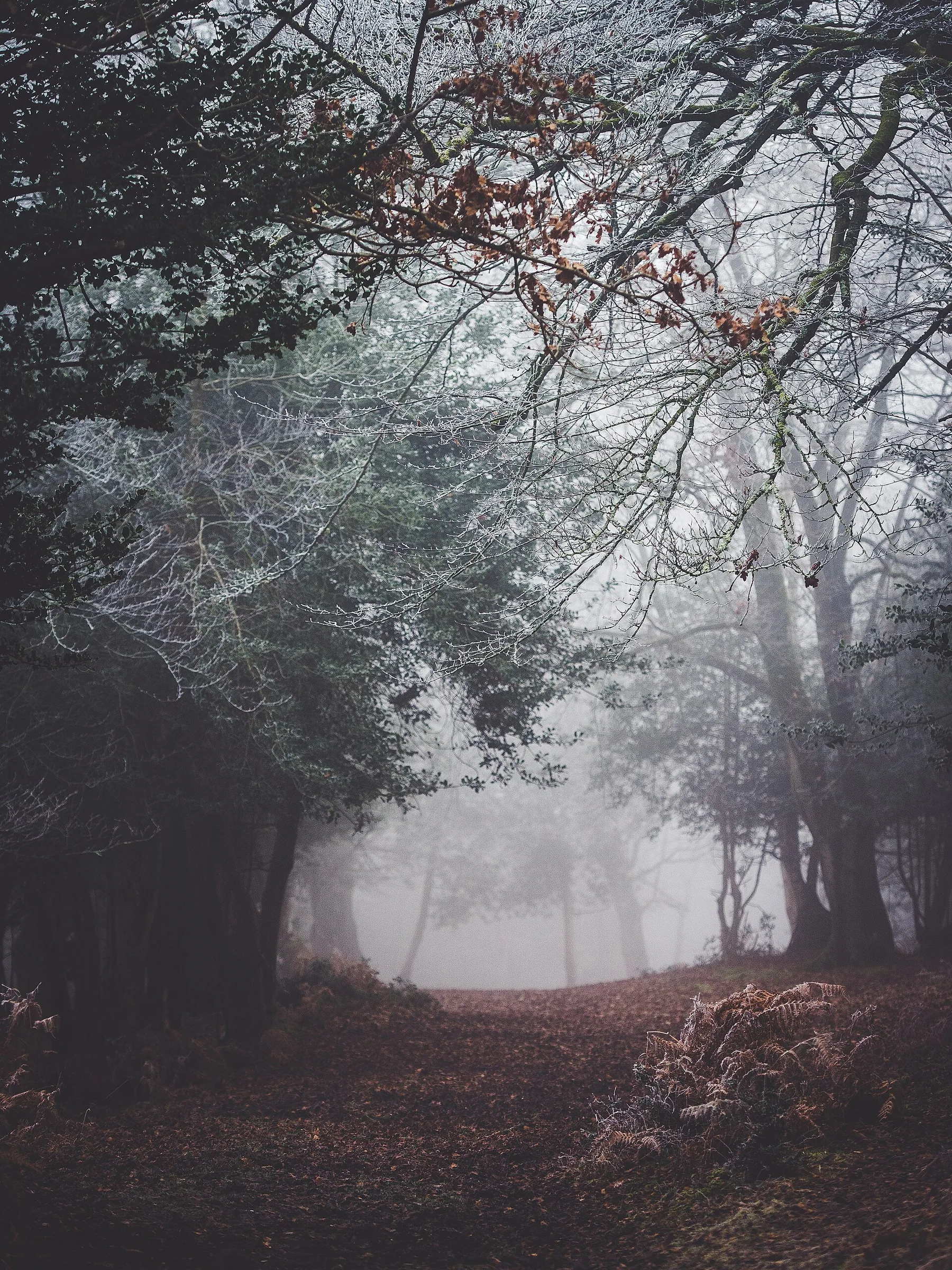 Annie Spratt 2017-02-13 Winter forest tones (Unsplash)