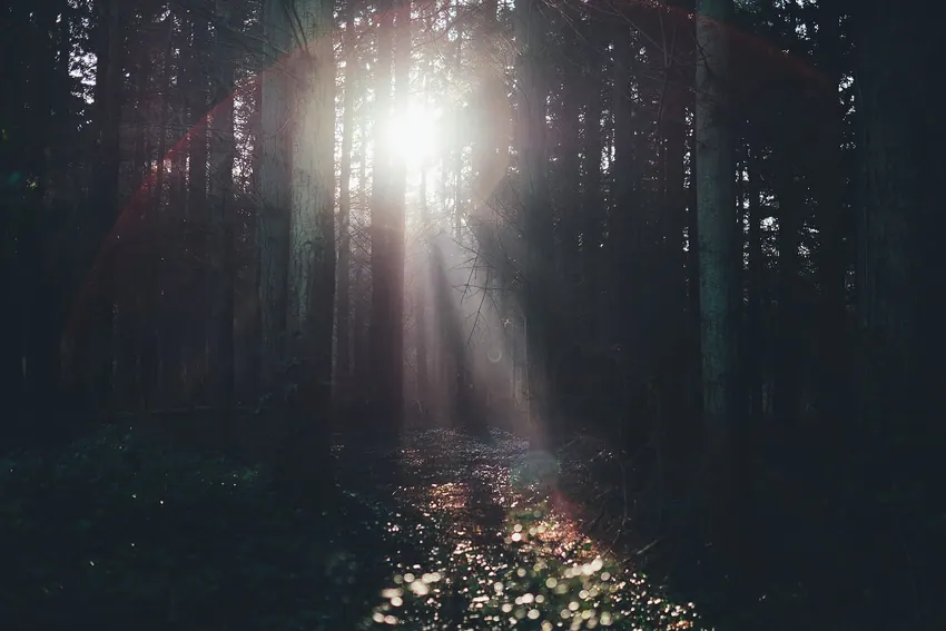 New Forest National Park, Lyndhurst, United Kingdom Winter sunlight (Unsplash)