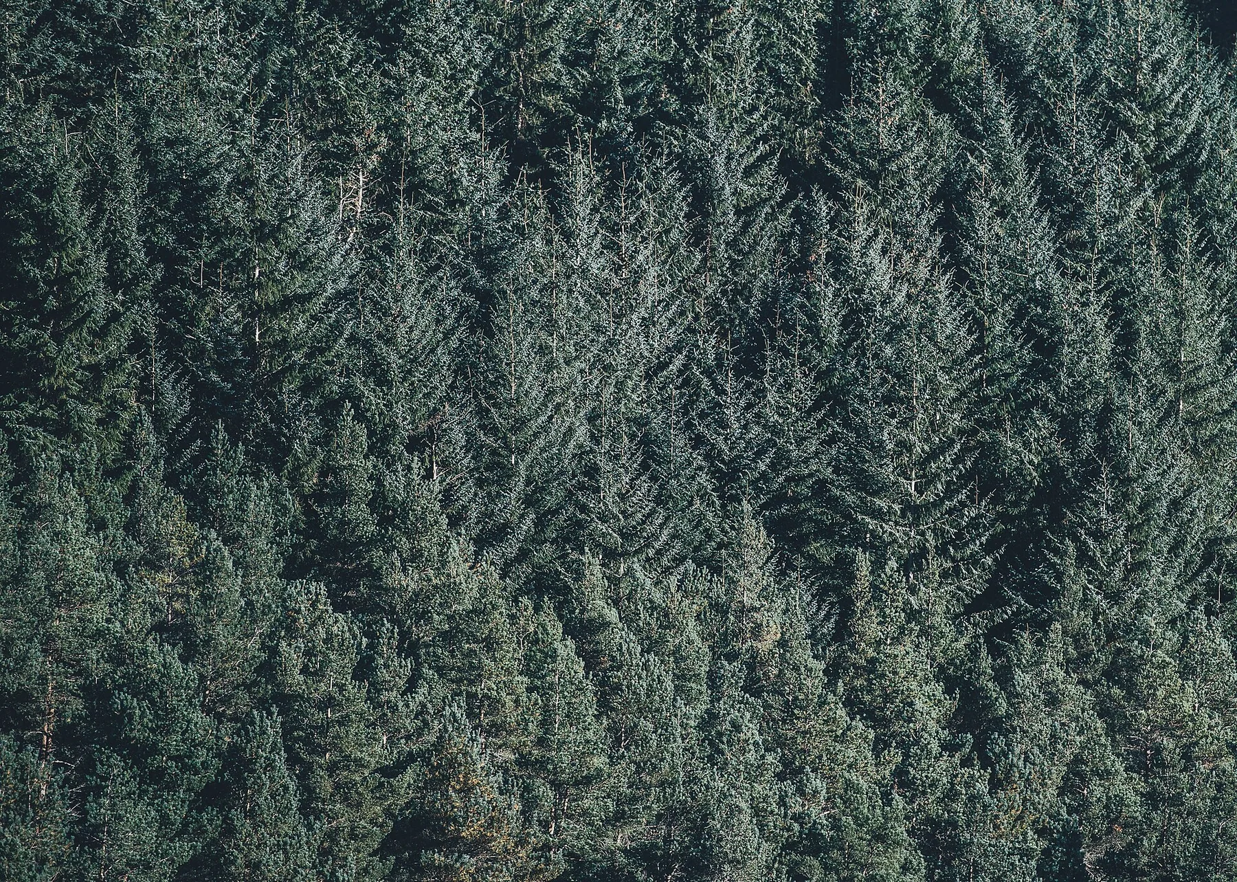 Annie Spratt 2016-10-30 Aerial view of pine woods (Unsplash)