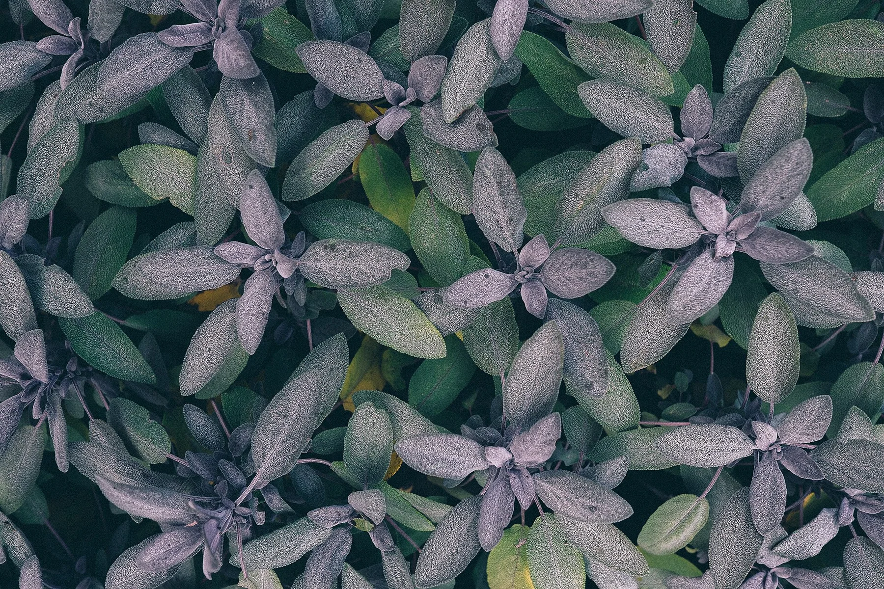 Exbury Gardens, Exbury, United Kingdom Leafy plants in Exbury Gardens (Unsplash)