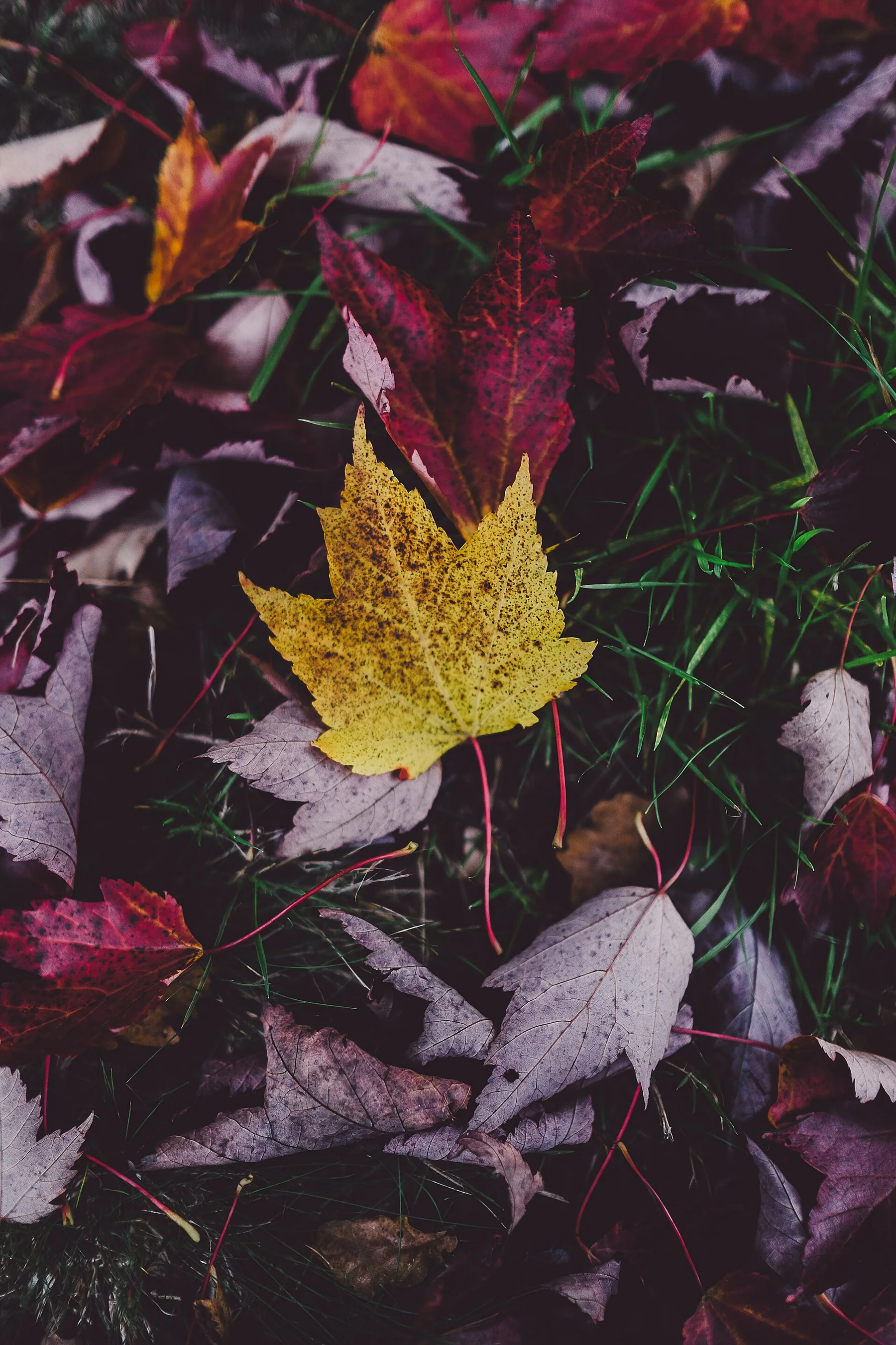 New Forest National Park, United Kingdom Yellow leaf on red (Unsplash)