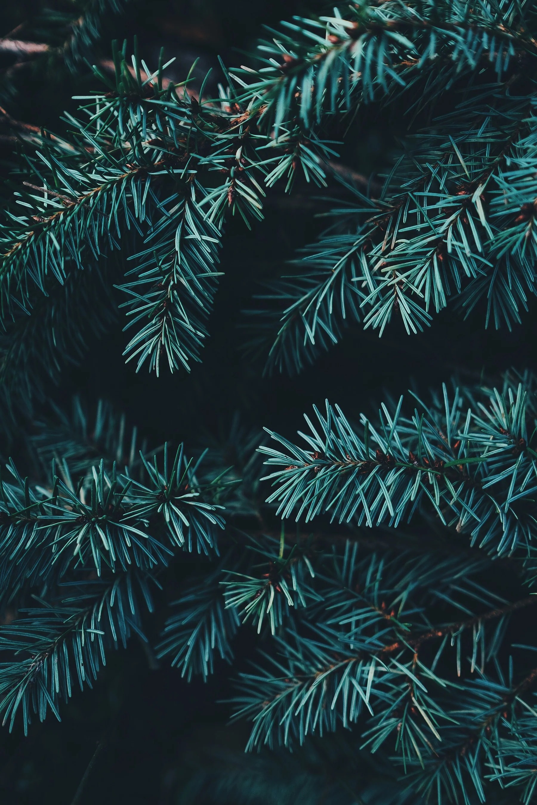 New Forest National Park, Lyndhurst, United Kingdom Forevergreen (Unsplash)