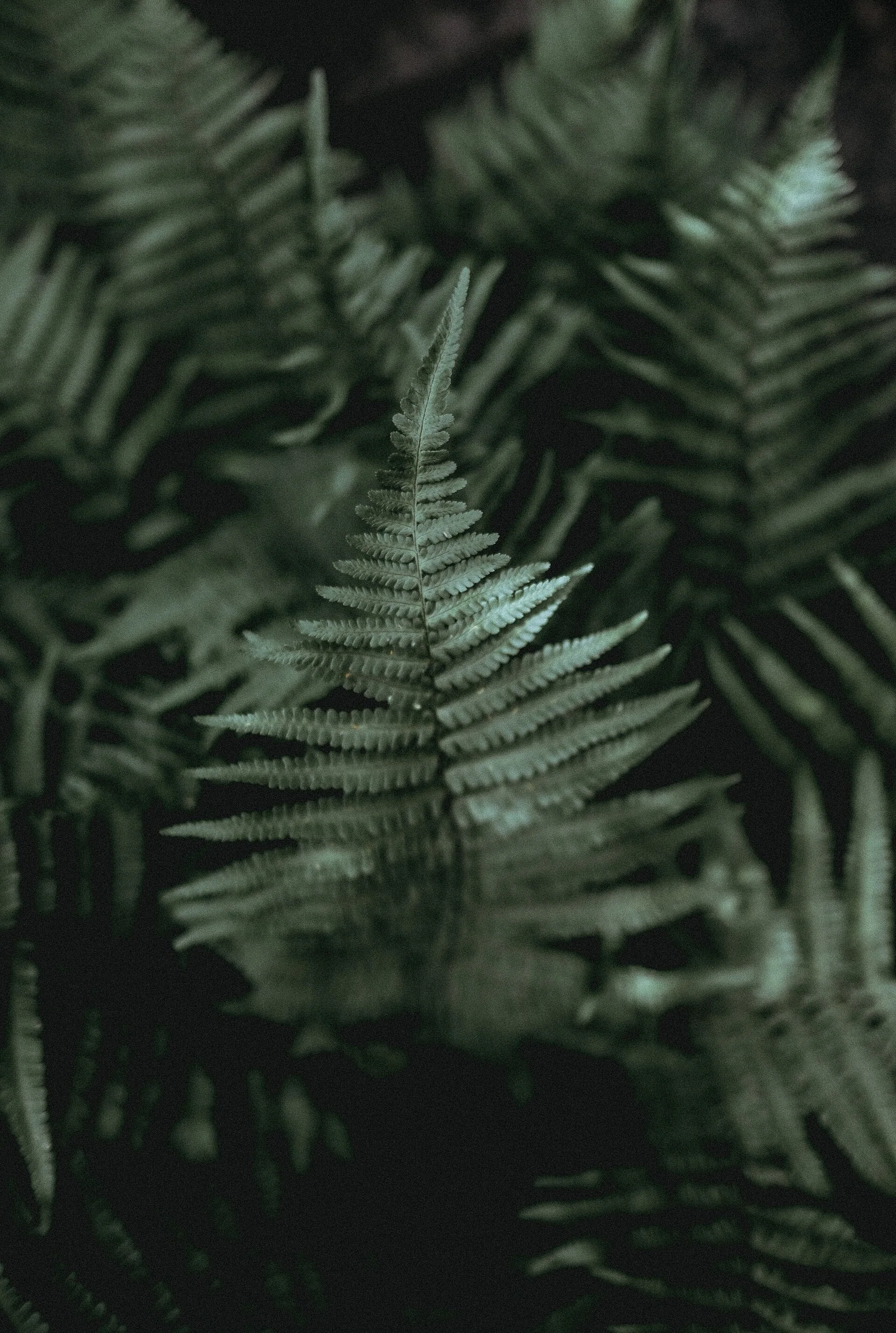 Annie Spratt 2017-06-05 Ferns (Unsplash 0X0lryV3MPg)