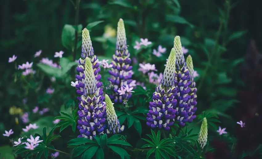 England, United Kingdom Violet lupine flowers (Unsplash)