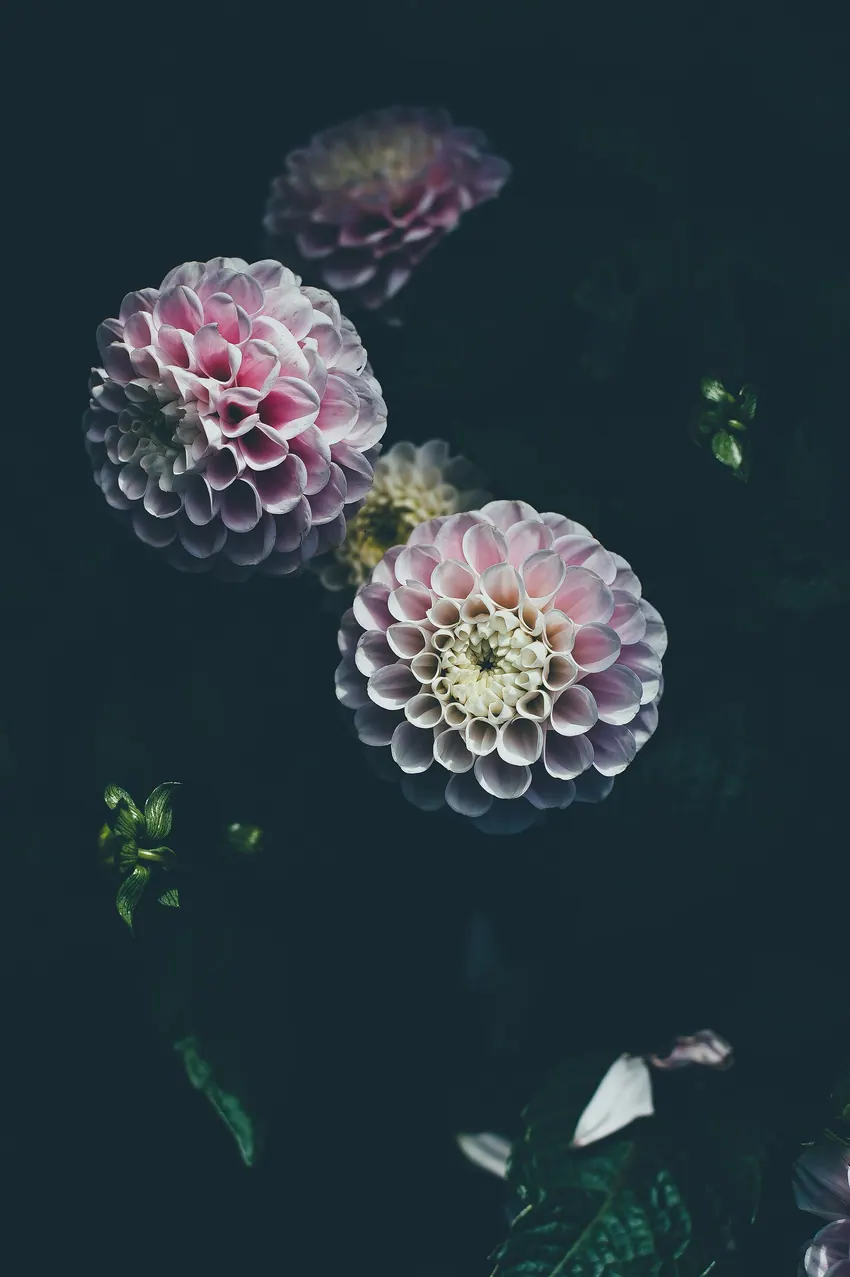 Annie Spratt 2016-10-10 Blossoming pink dahlia (Unsplash)