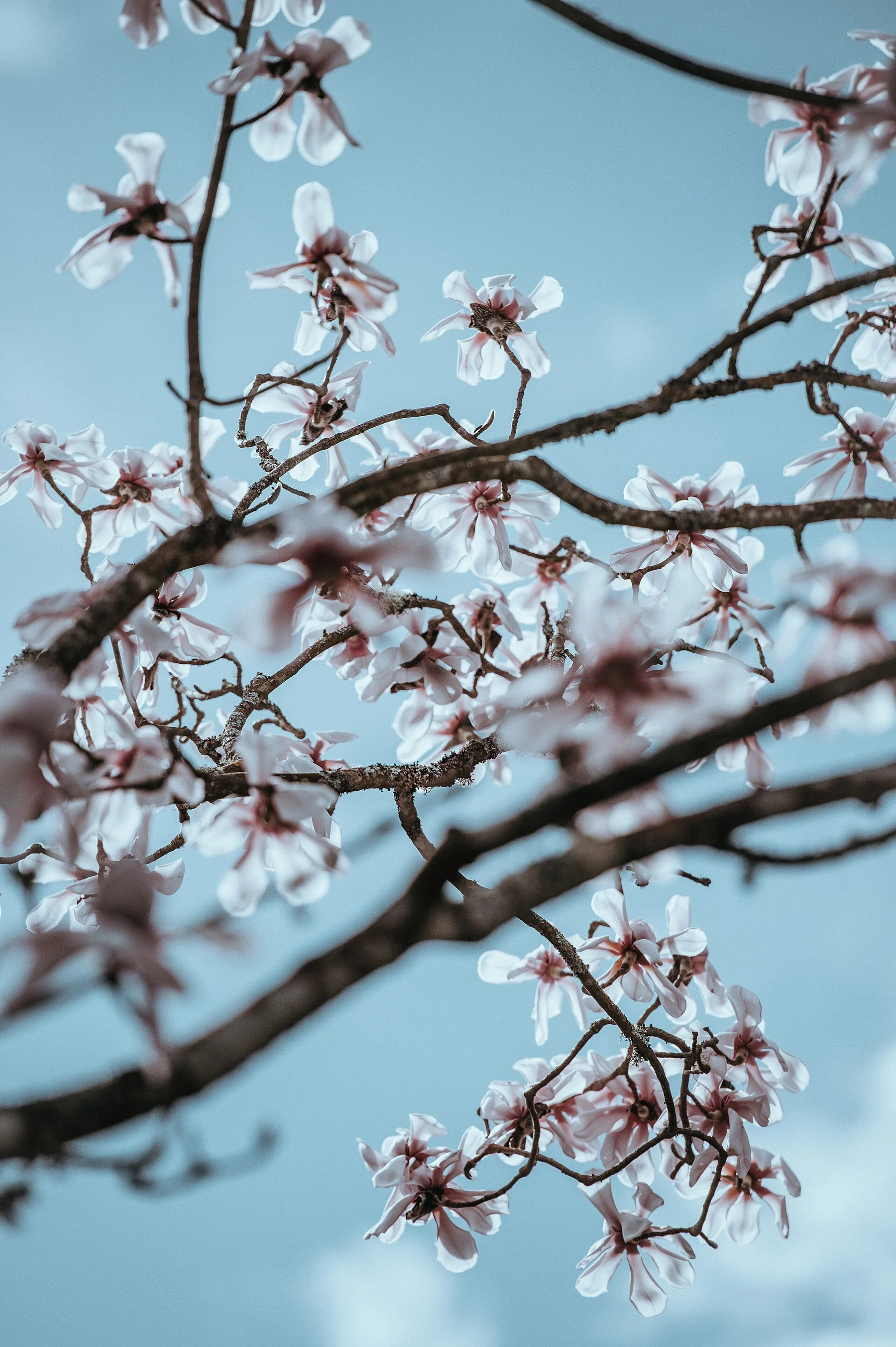 Annie Spratt 2017-03-23 Magnolia blossom (Unsplash)