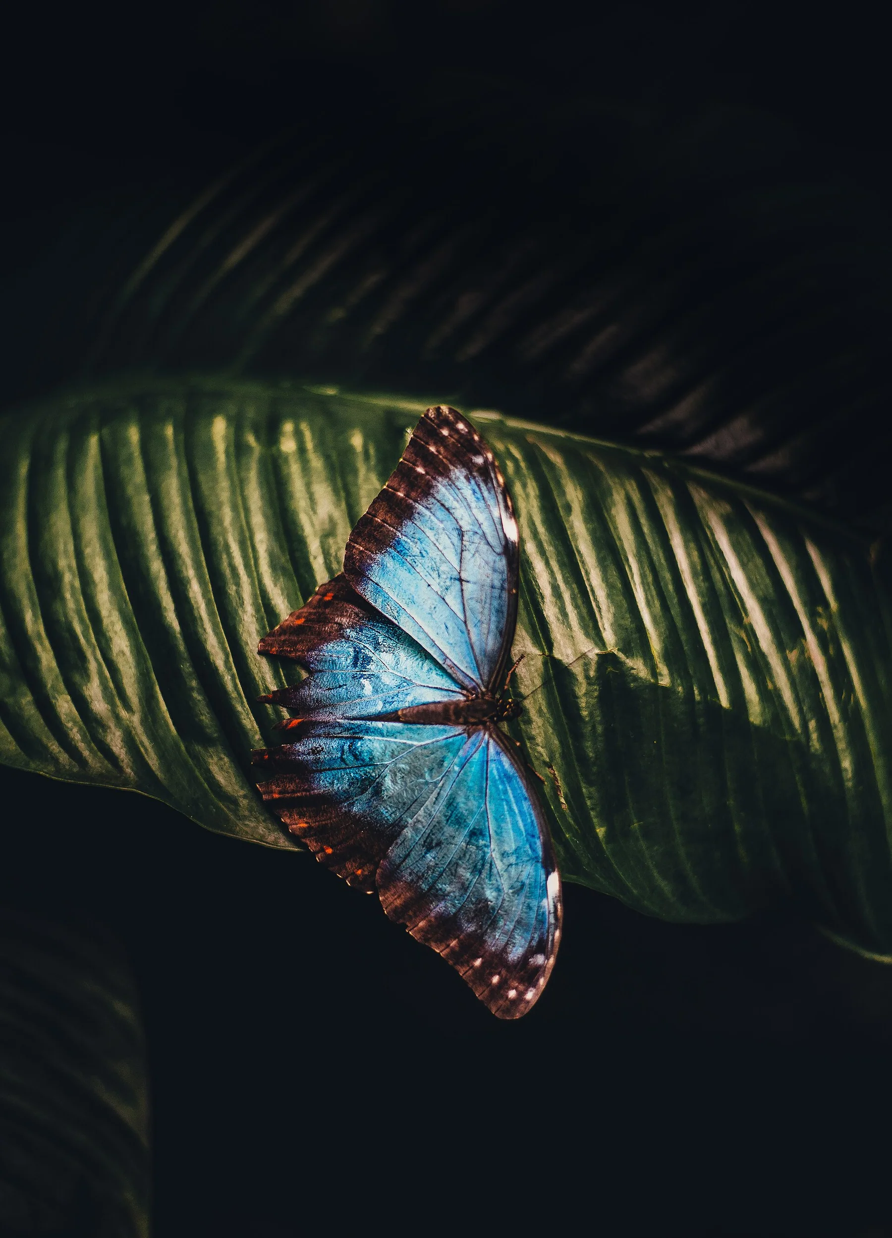 RHS Garden Wisley, Wisley, United Kingdom Butterfly on leaf (Unsplash)