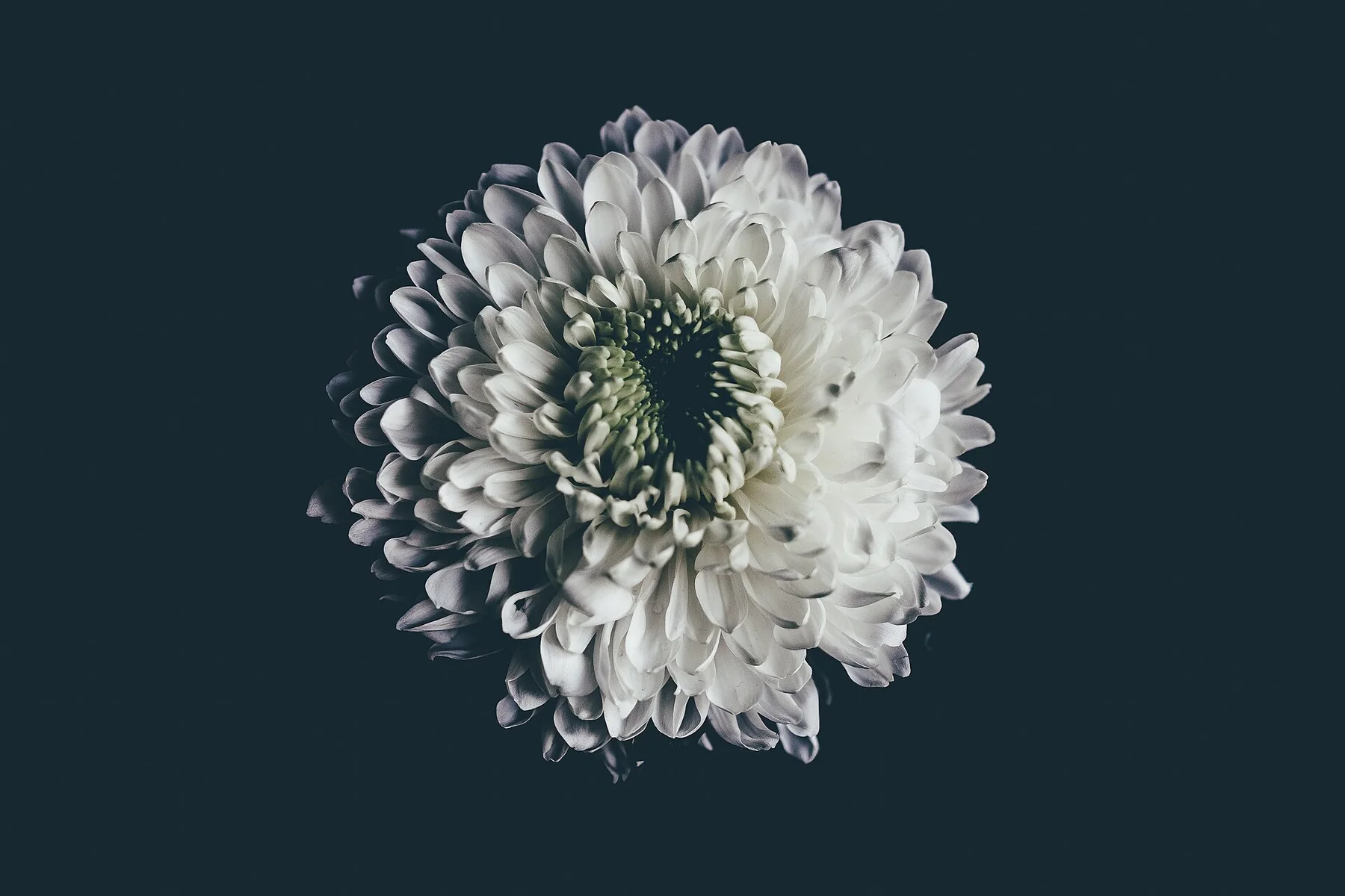 Annie Spratt 2017-01-30 Dahlia (Unsplash)