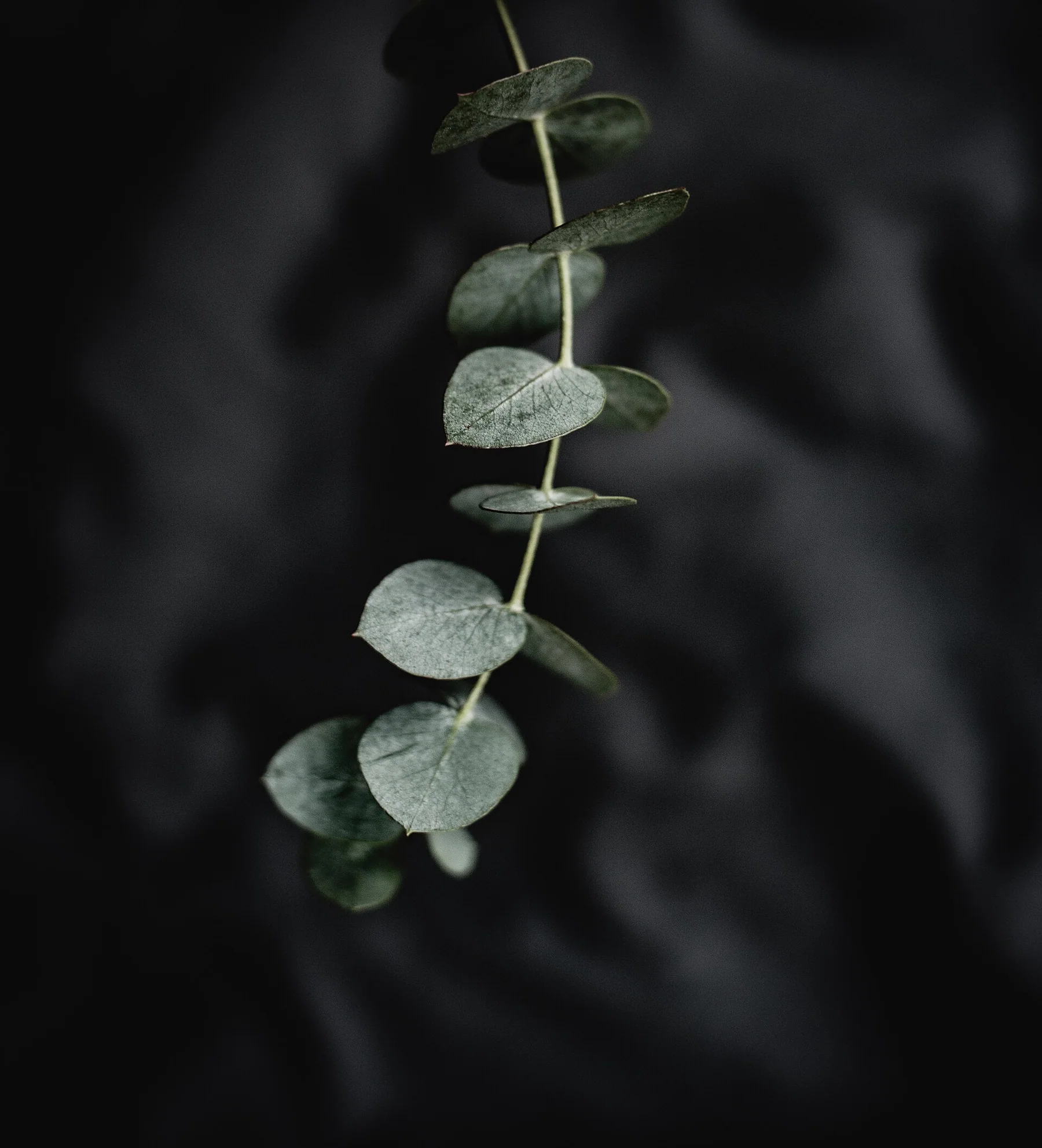 A pale eucalyptus stem set against a dark, softly textured background