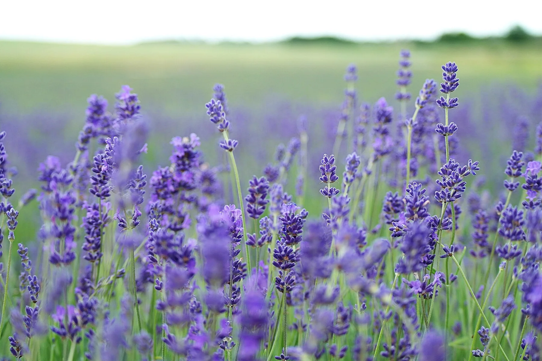Hitchin, United Kingdom Lavender field (Unsplash)