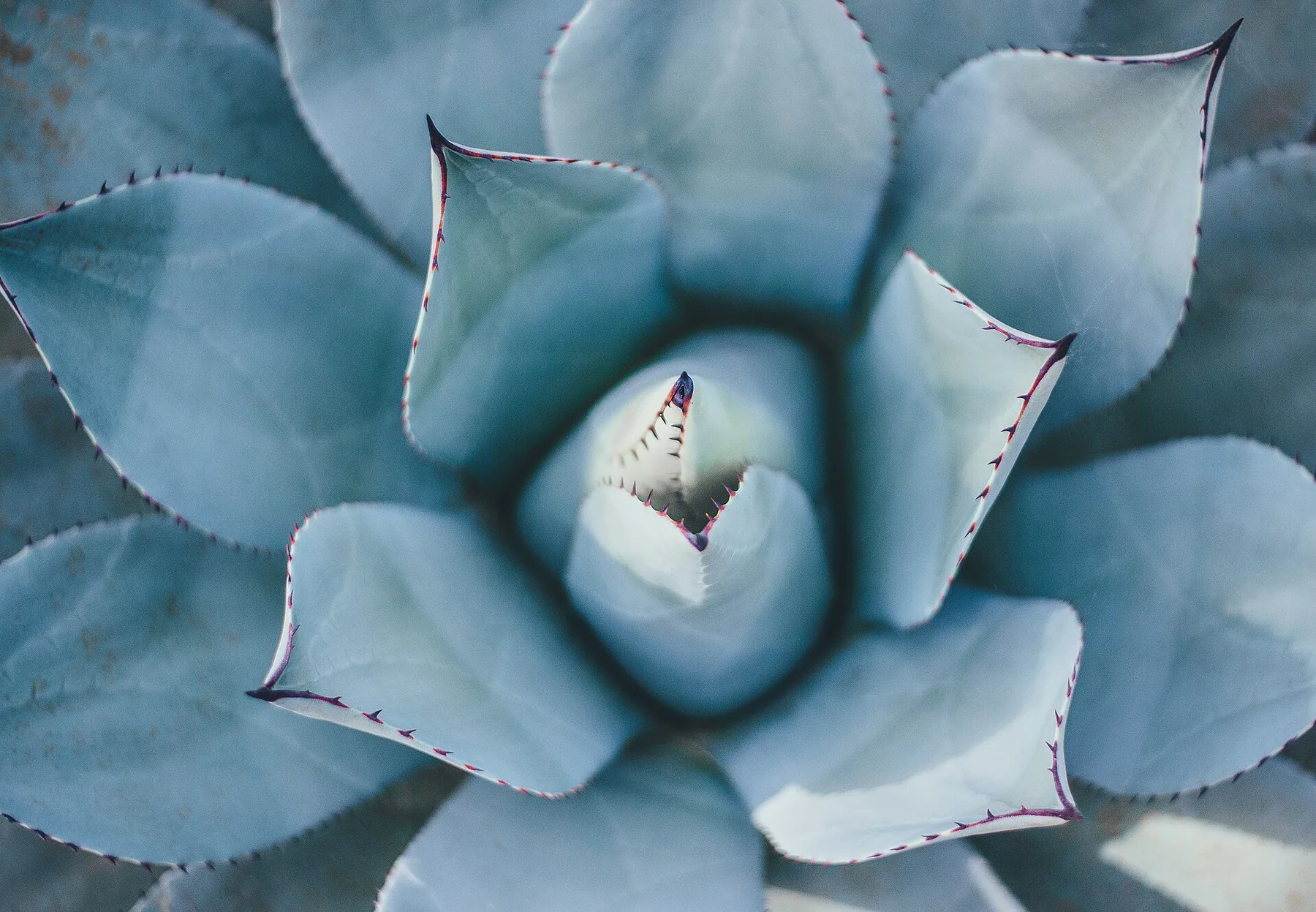 RHS Garden Wisley, Wisley, United Kingdom Succulent (Unsplash)