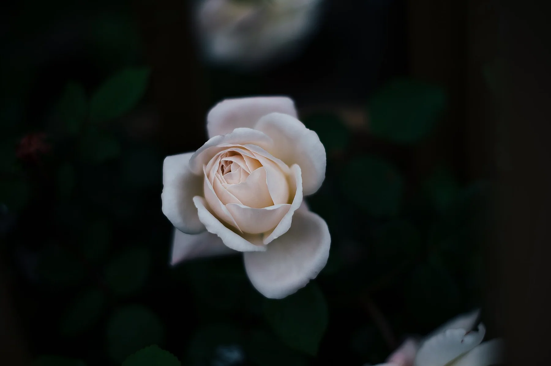 England, United Kingdom White rose (Unsplash)