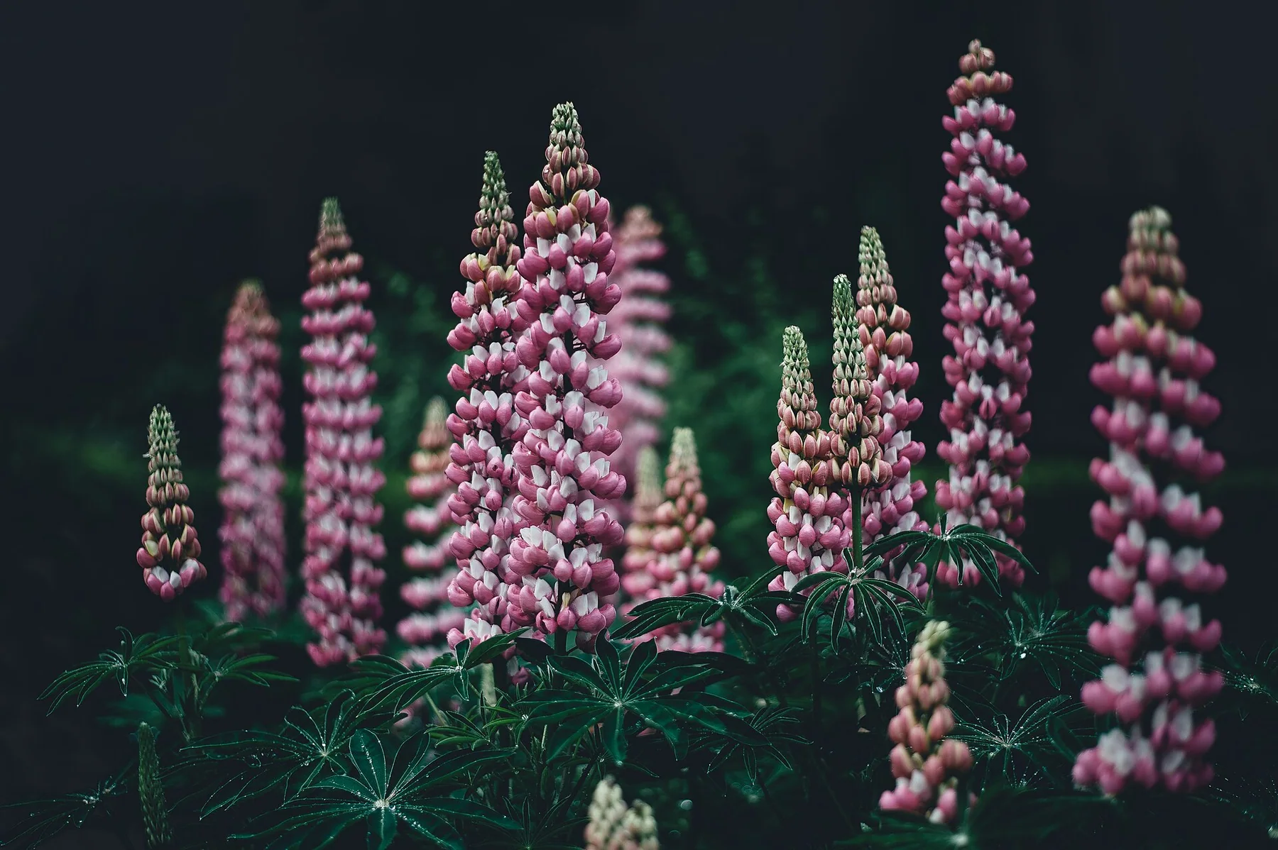 Annie Spratt 2017-01-11 Lupins (Unsplash)