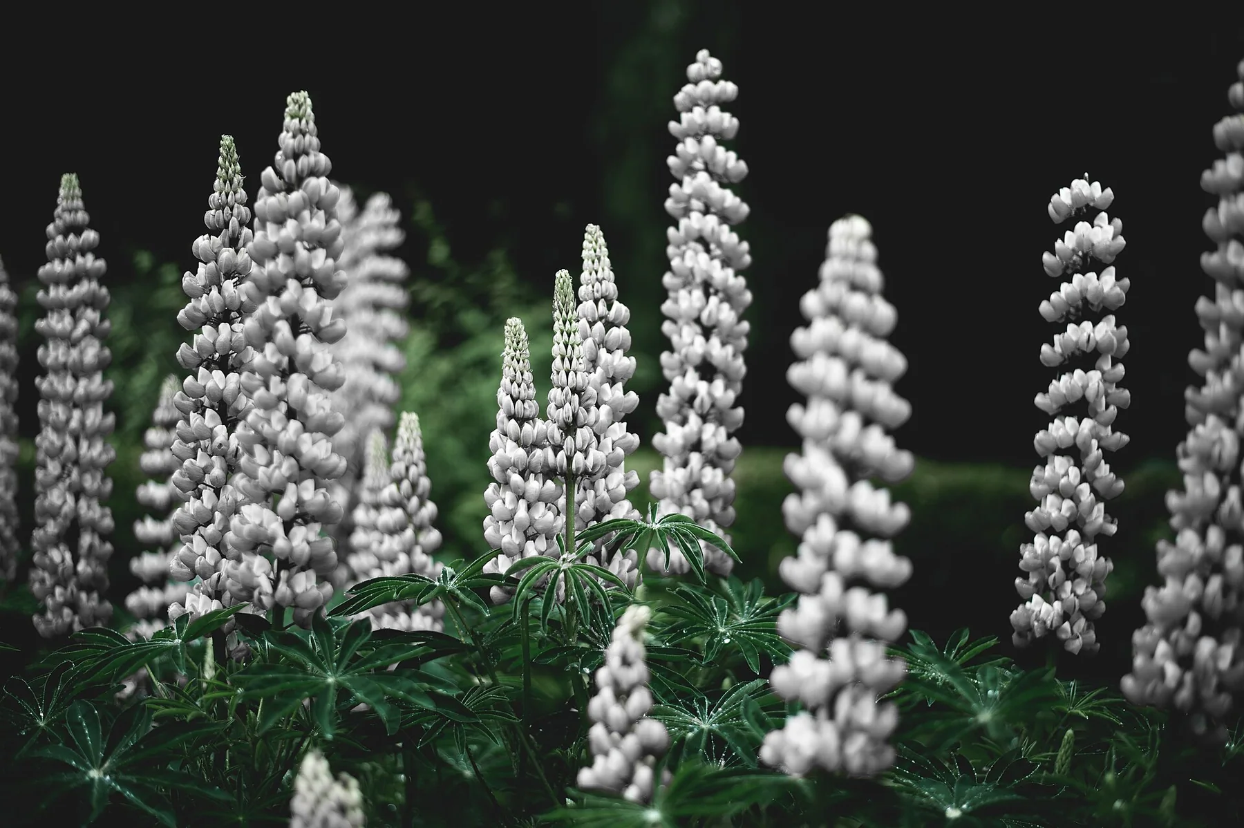 Annie Spratt 2017-01-12 Lupins 1 (Unsplash)