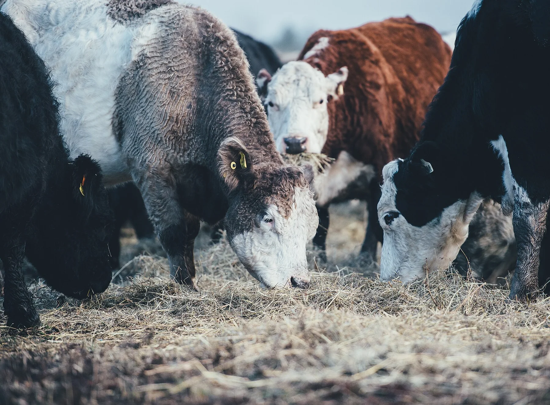 Annie Spratt 2017-02-08 Cows grazing (Unsplash)