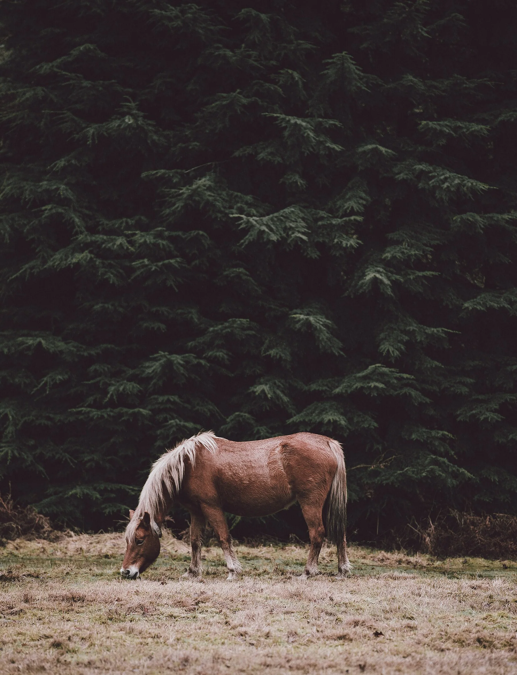Annie Spratt 2017-02-13 Horse grazing in the shade of conifers (Unsplash)