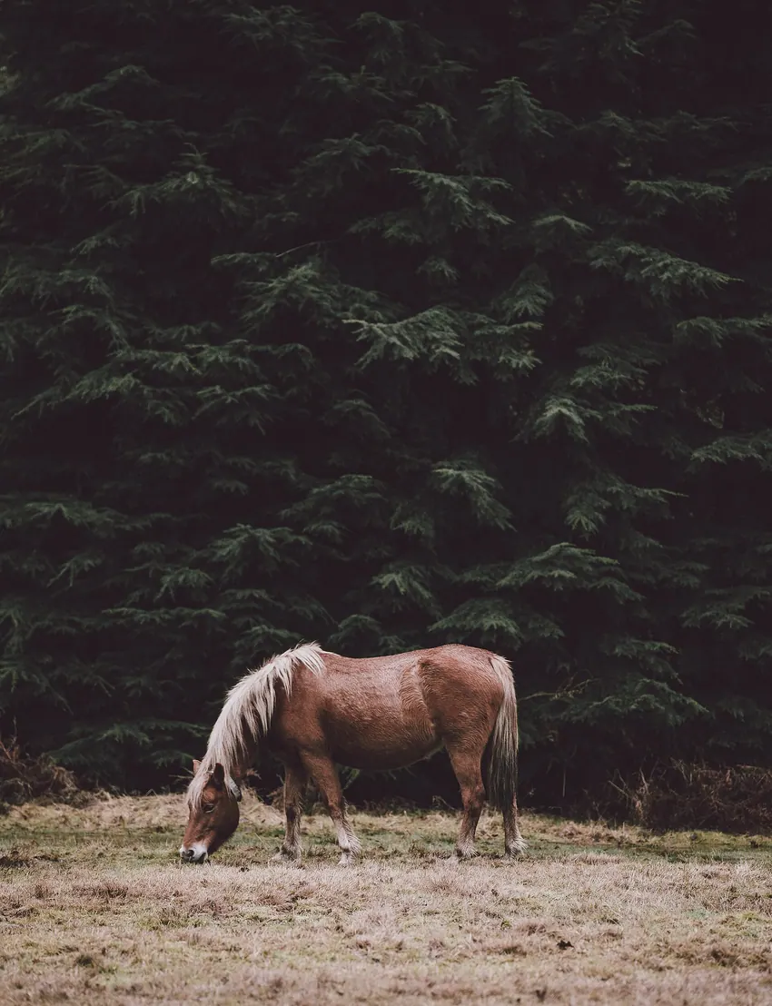Annie Spratt 2017-02-13 Horse grazing in the shade of conifers (Unsplash)