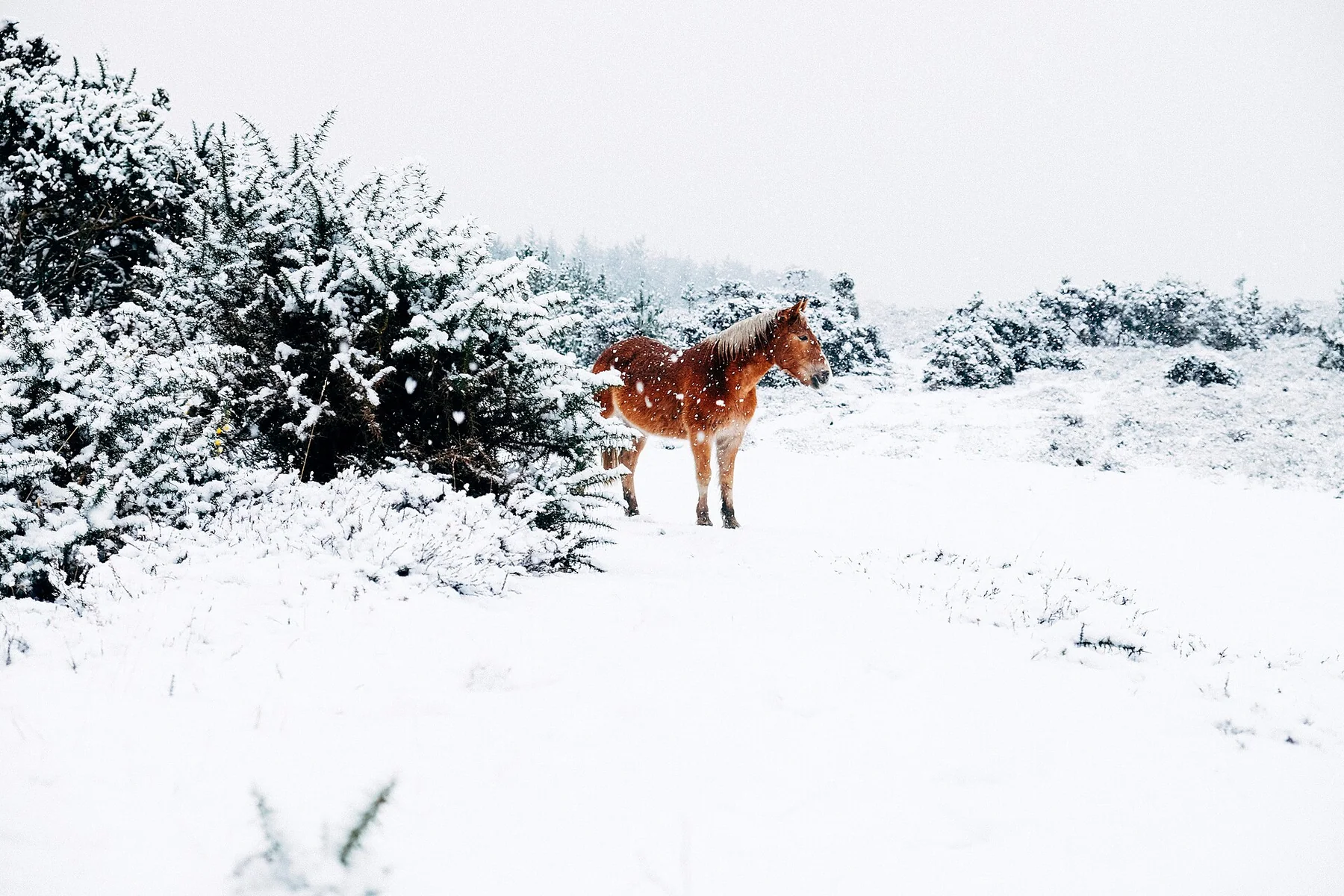 Annie Spratt 2015 Horse in the falling snow (Unsplash)