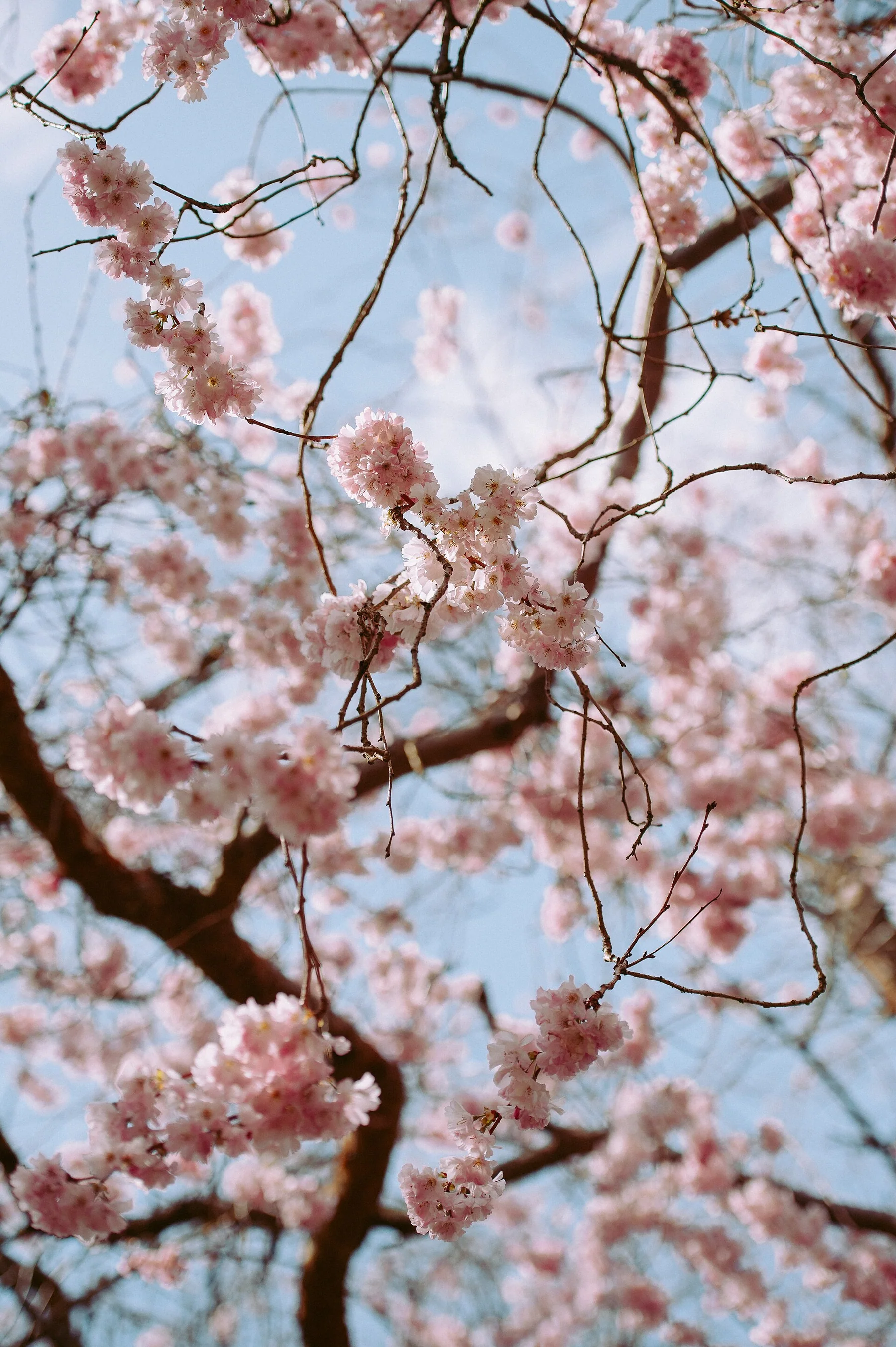 Annie Spratt 2017-03-24 Spring Tones (Unsplash)