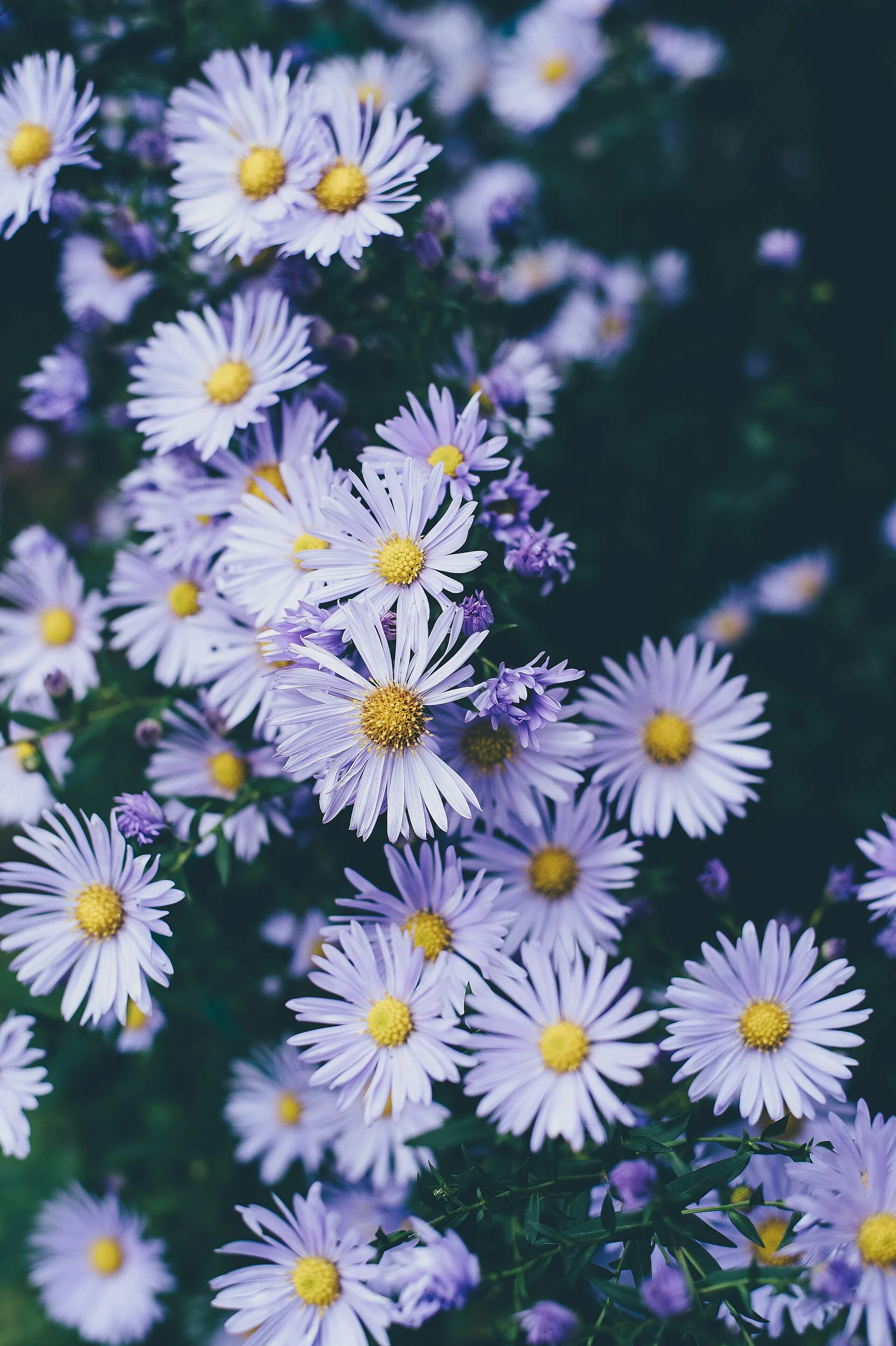 Annie Spratt 2016-10-07 White daisy bed (Unsplash)