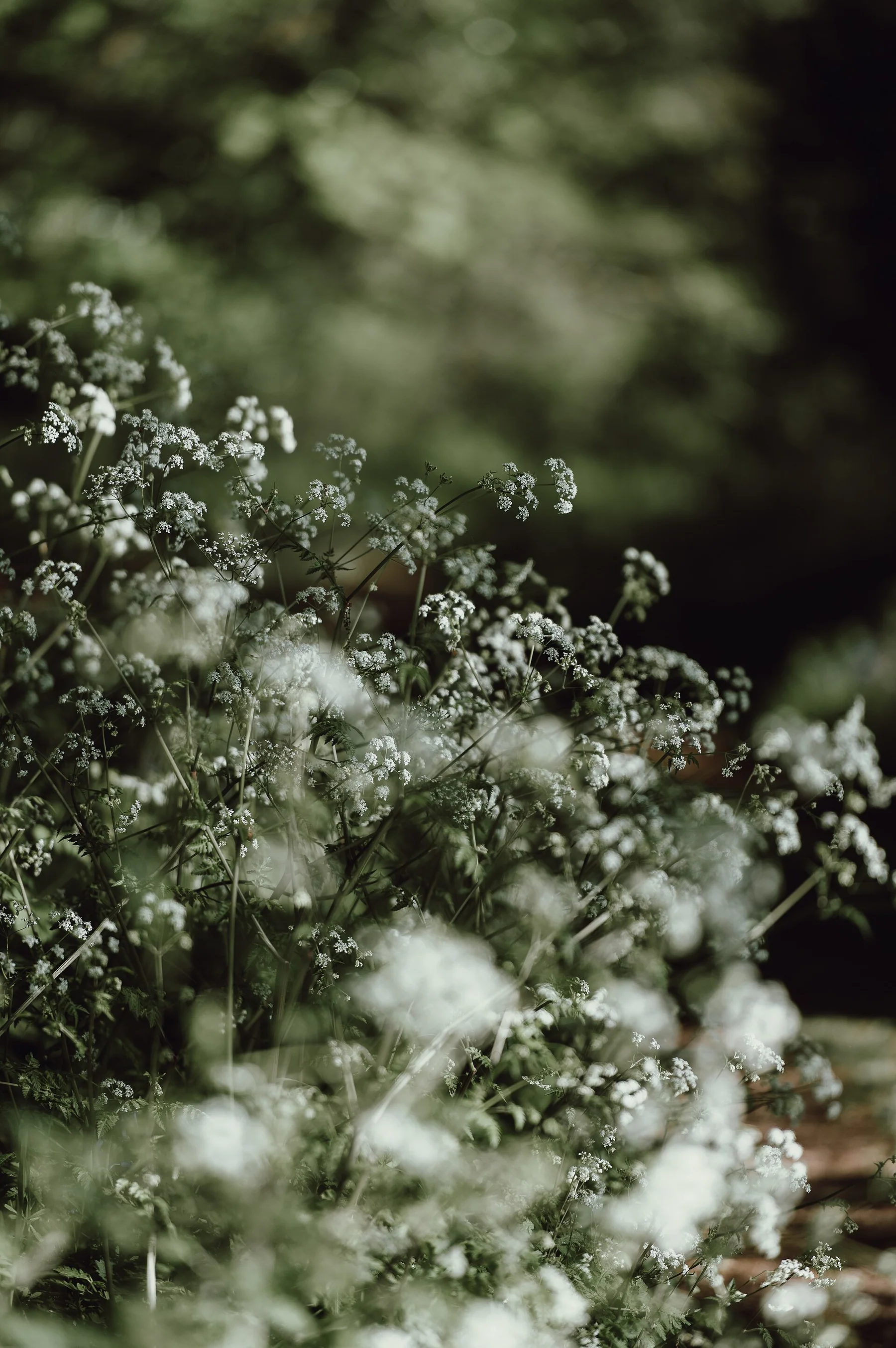 Annie Spratt 2017-04-27 Countryside Tones (Unsplash)