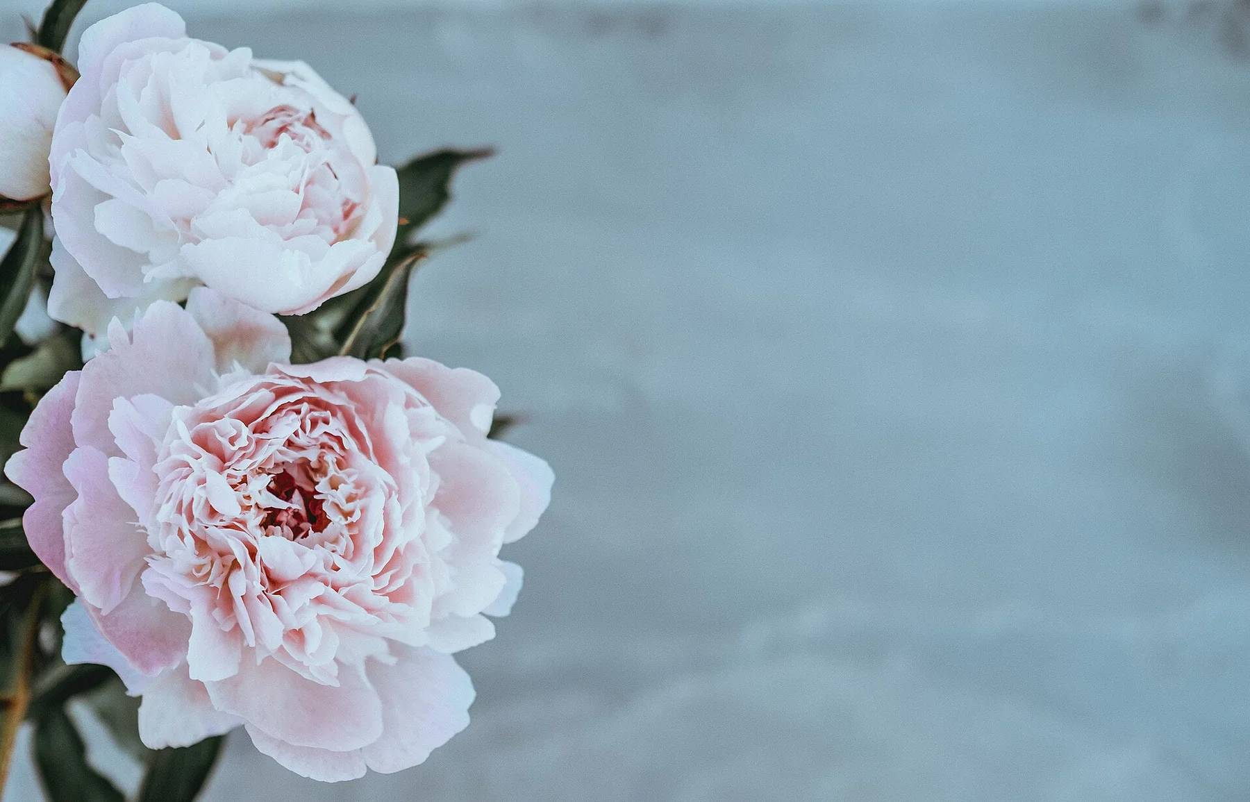 Annie Spratt 2017-06-05 Peonies with white space (Unsplash)