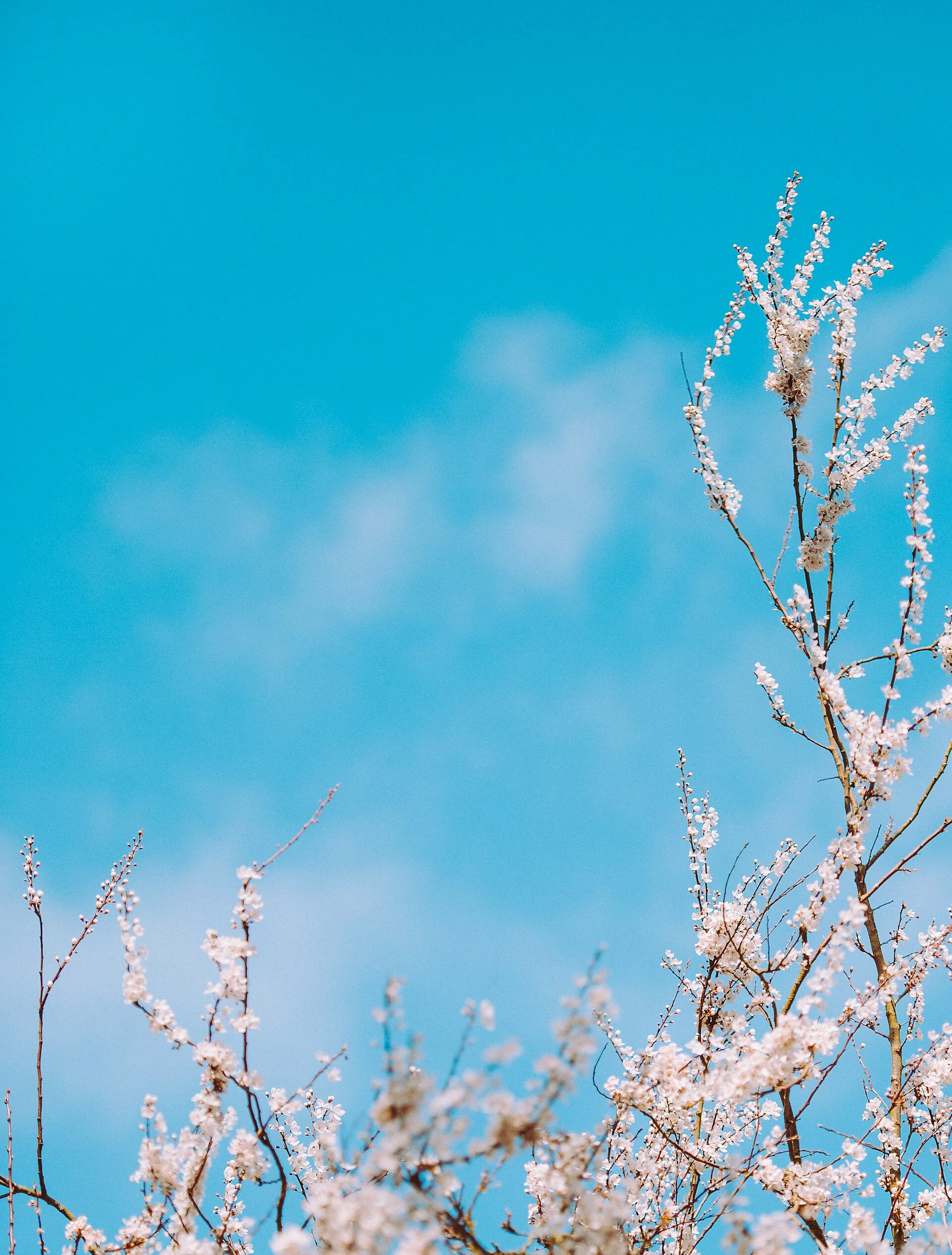 Annie Spratt 2017-03-04 Spring (Unsplash)