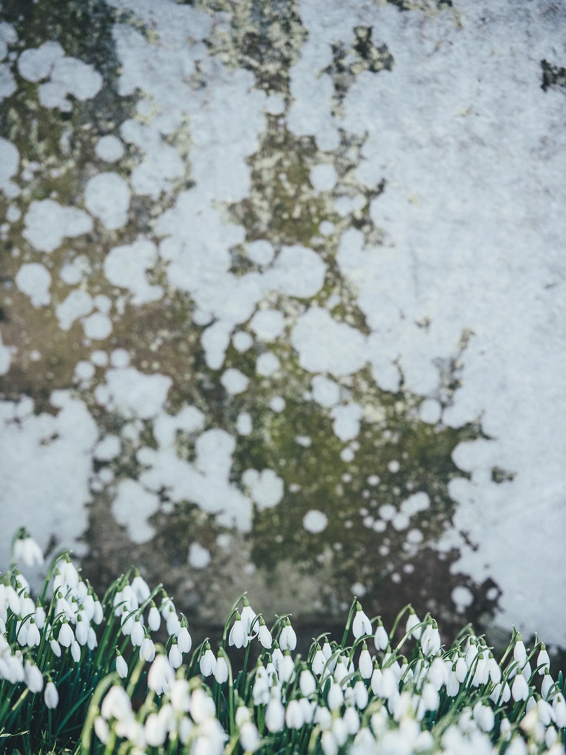 Annie Spratt 2017-02-08 Snowdrops (Unsplash)