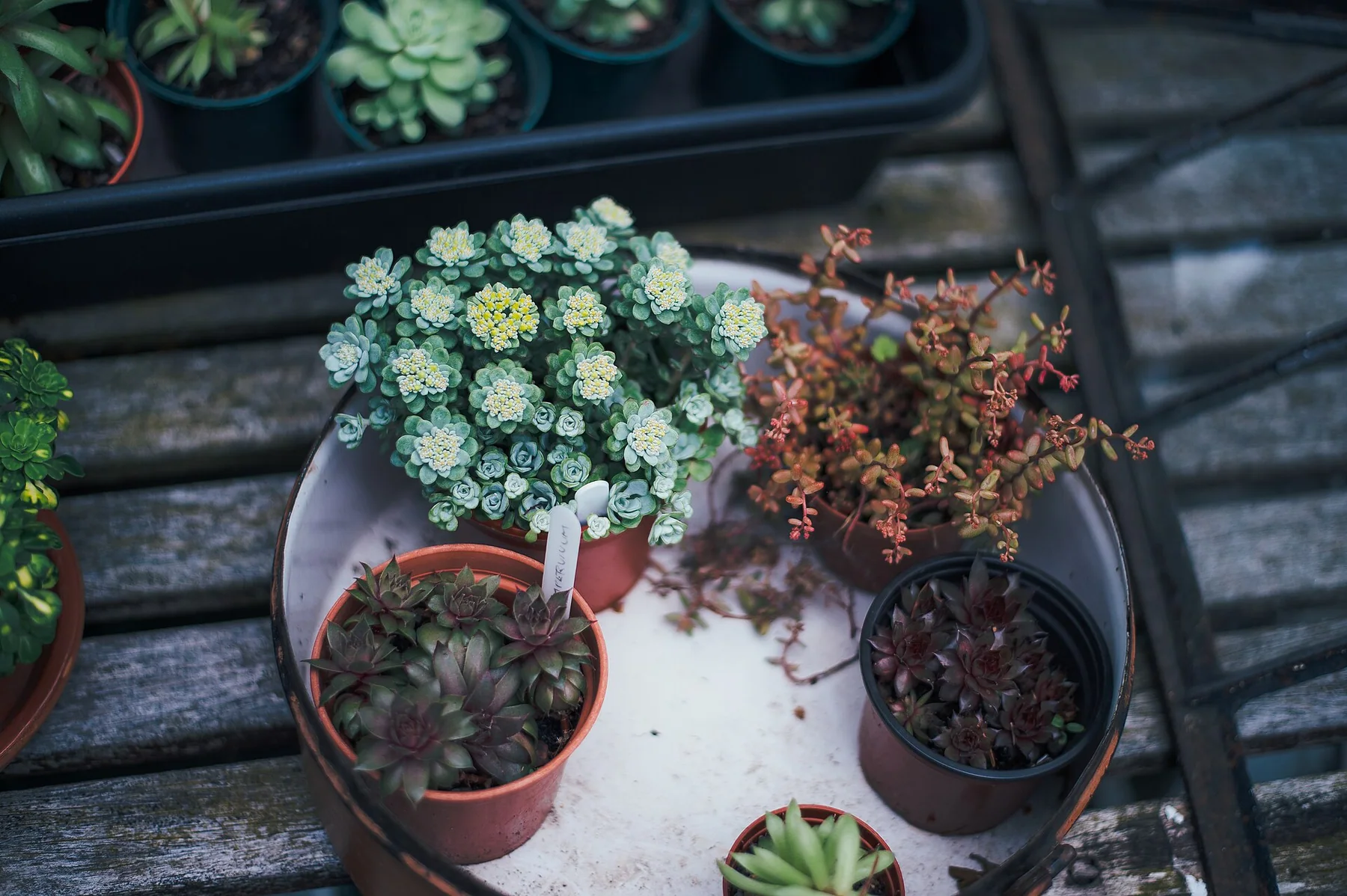 Potted succulents and foliage arranged on a weathered table