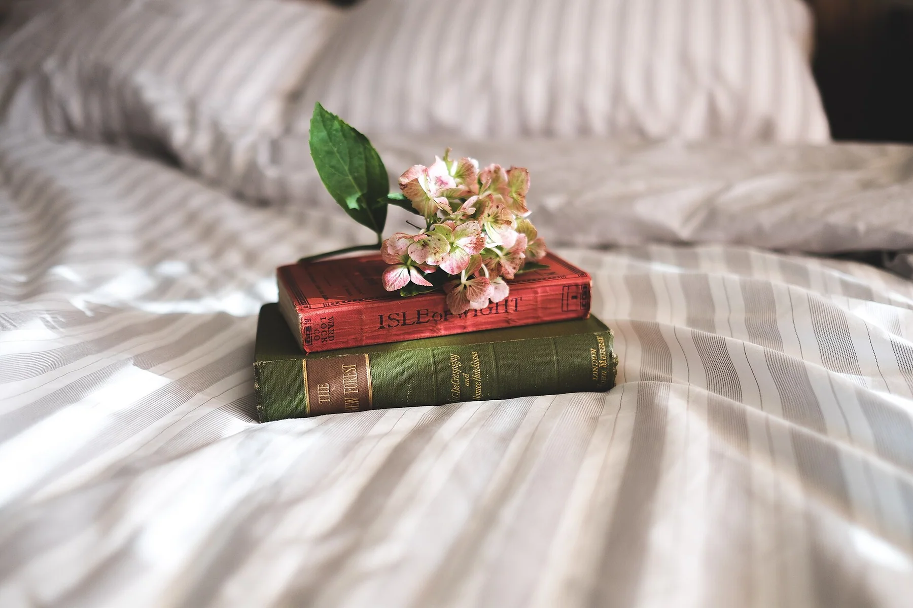 A small flower resting on vintage books in soft interior light
